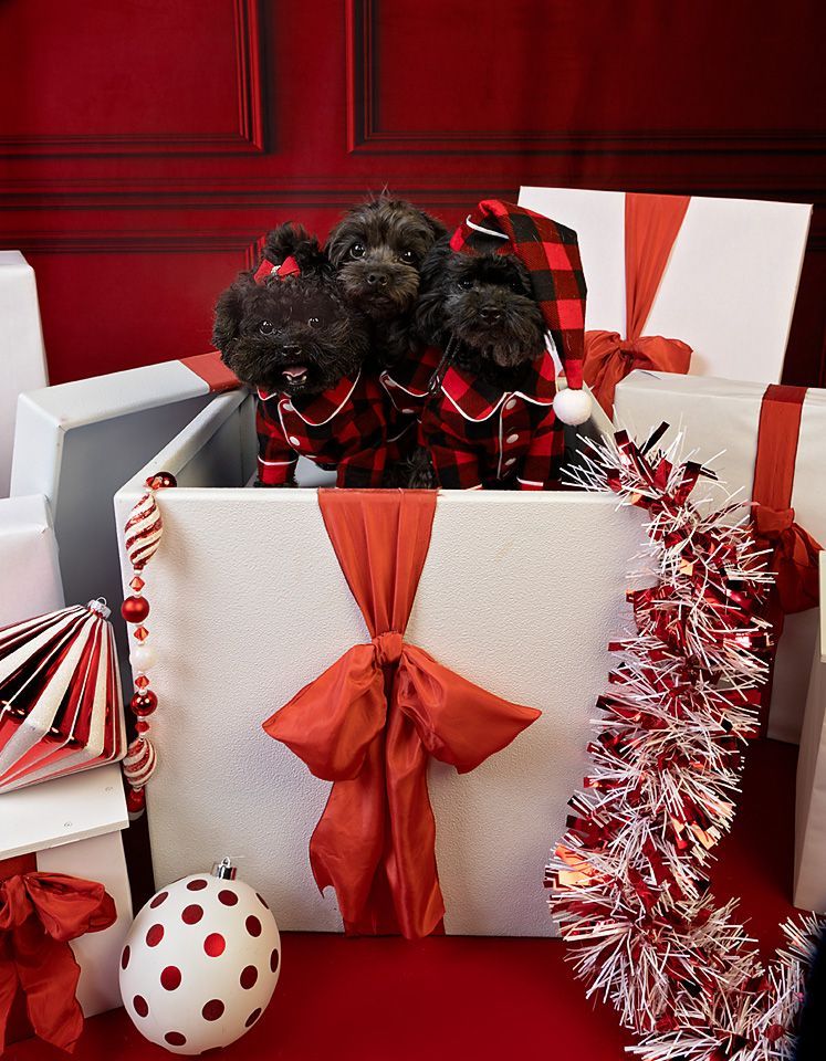 Two dogs are sitting in a gift box surrounded by Christmas decorations.