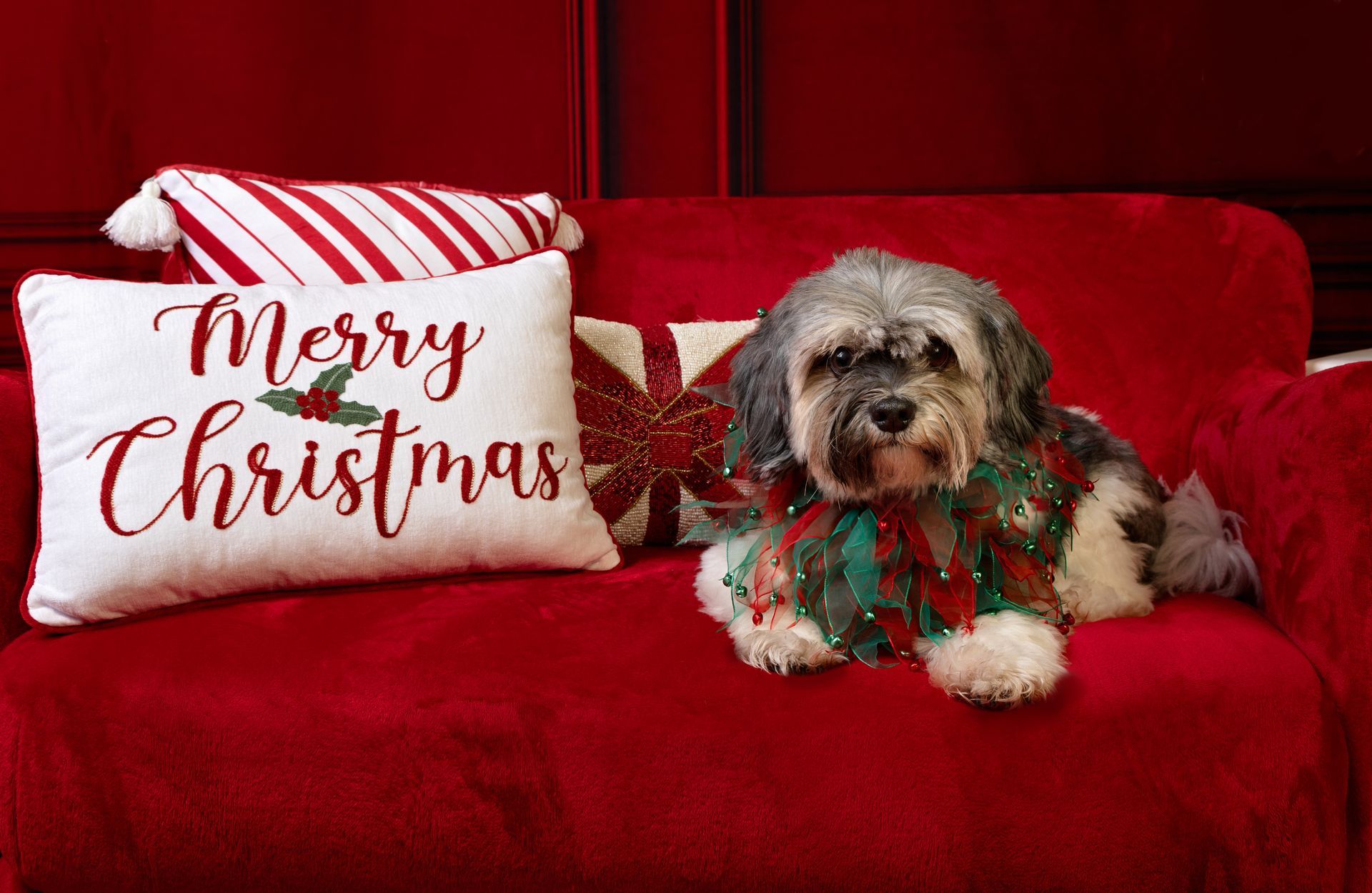 A dog is laying on a red couch next to a Merry Christmas pillow.