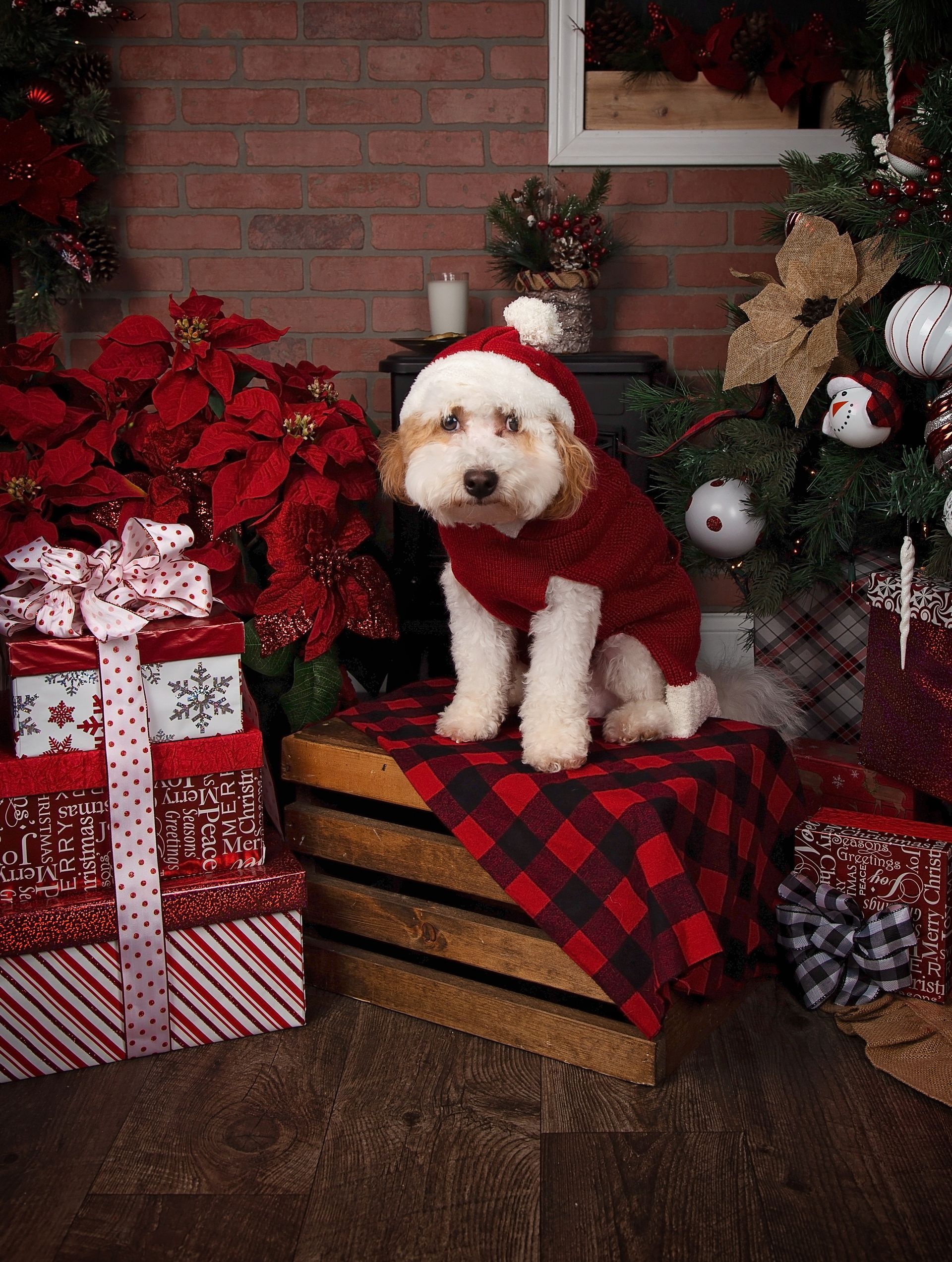 A dog wearing a santa hat is sitting on a wooden crate surrounded by christmas presents.