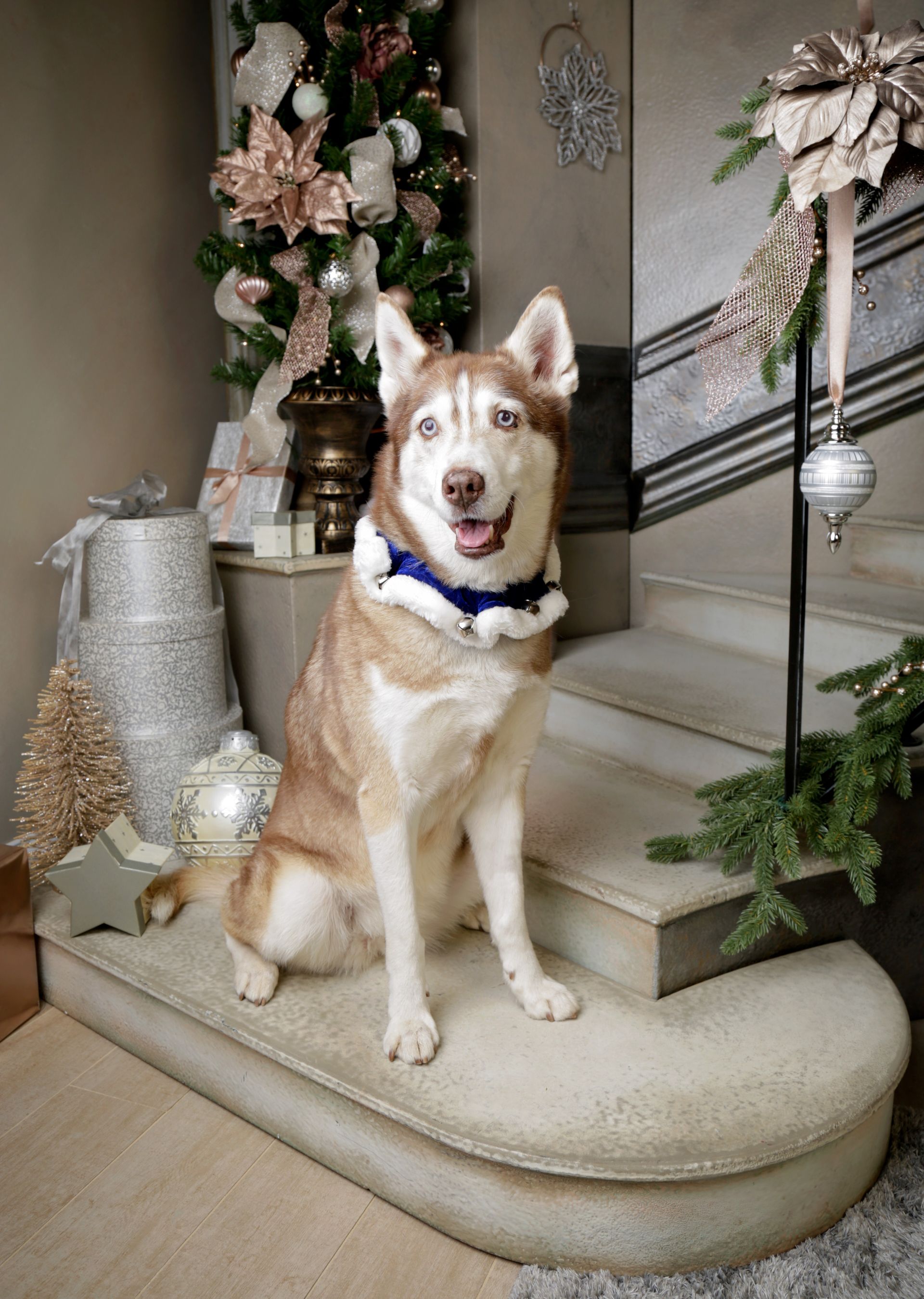 A husky dog is sitting on a set of stairs in front of a christmas tree.