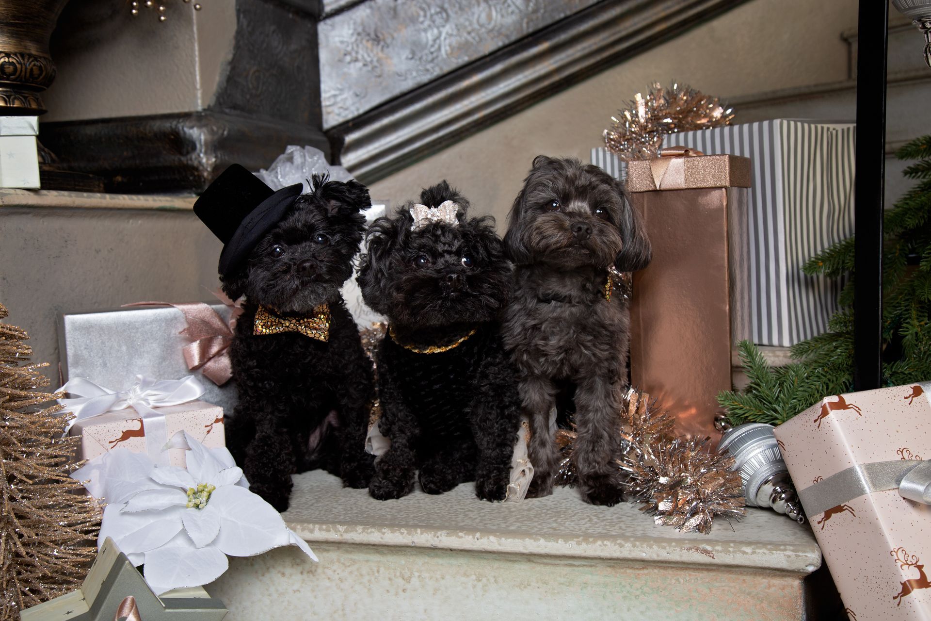 Three small black dogs wearing top hats and bow ties.