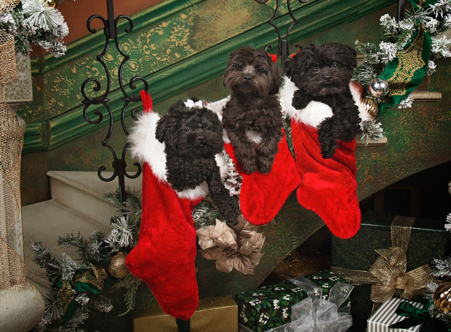 Three puppies nestled into Christmas stockings hanging from a wrought iron stairway railing next to a Christmas tree.