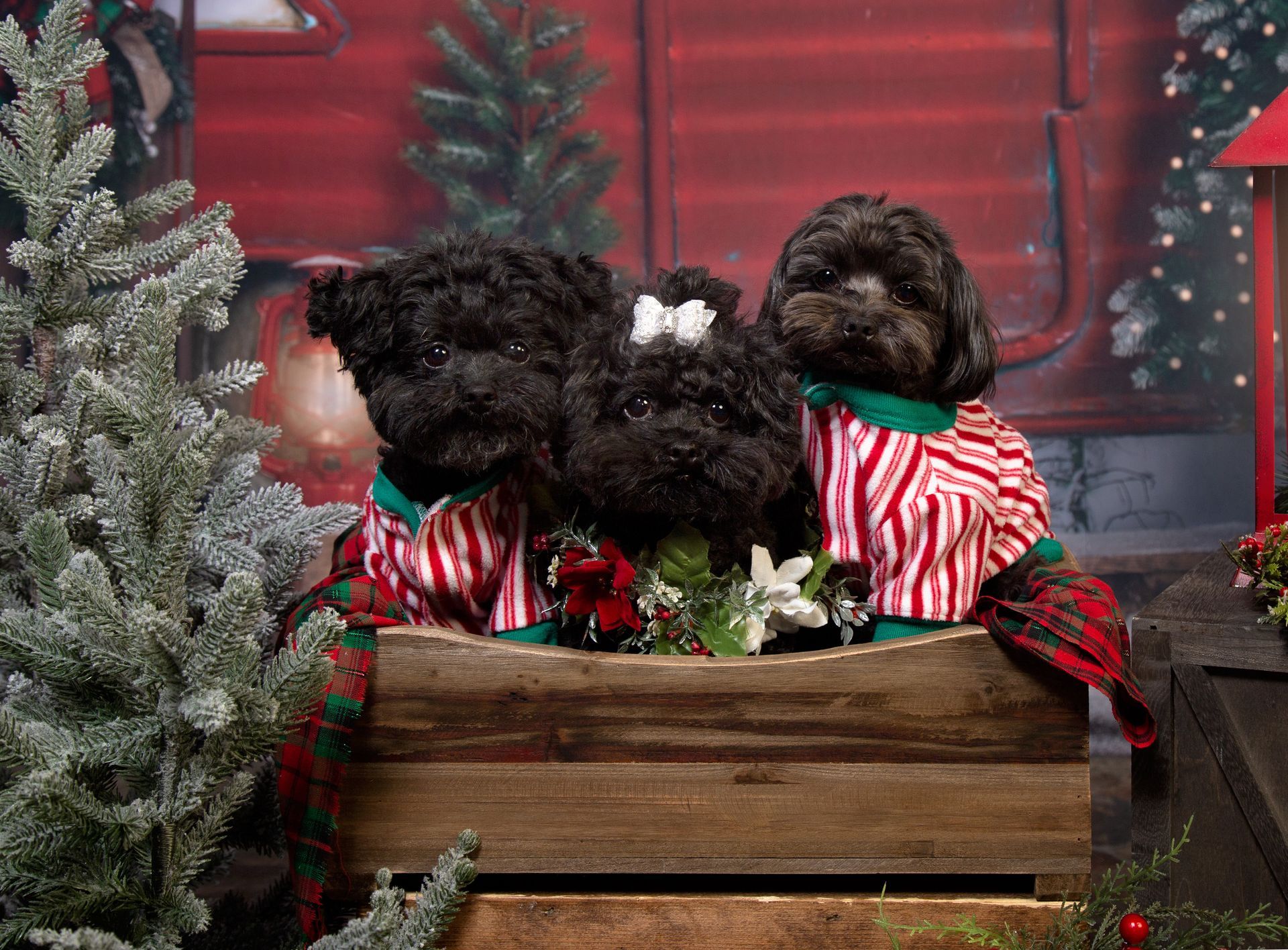 Two black dogs are sitting in a wooden box in front of a Christmas tree.