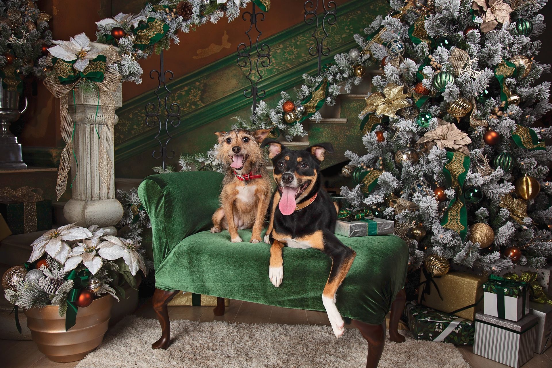 Two dogs are sitting on a green bench in front of a christmas tree.