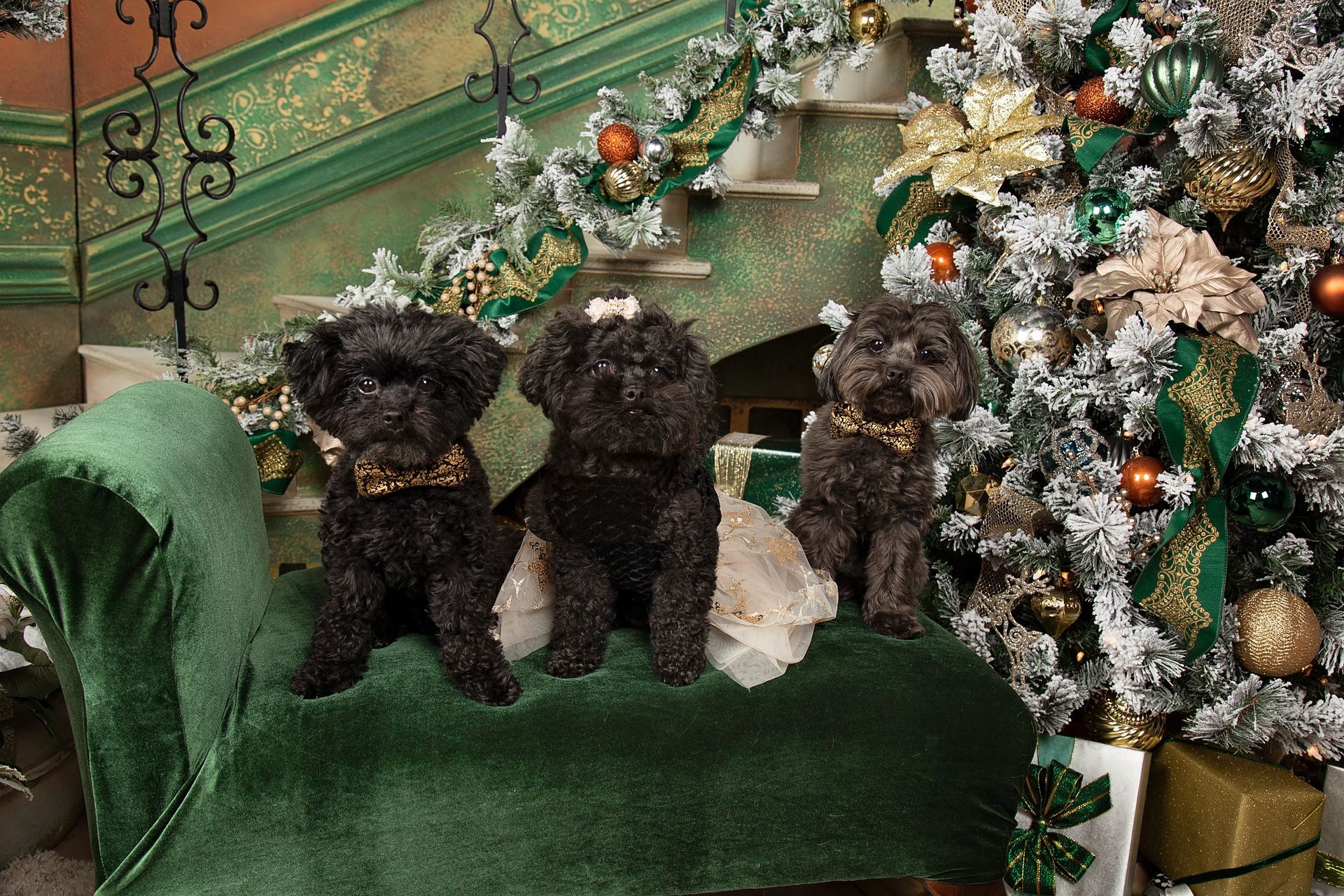 Three small black dogs are sitting on a green couch in front of a christmas tree.