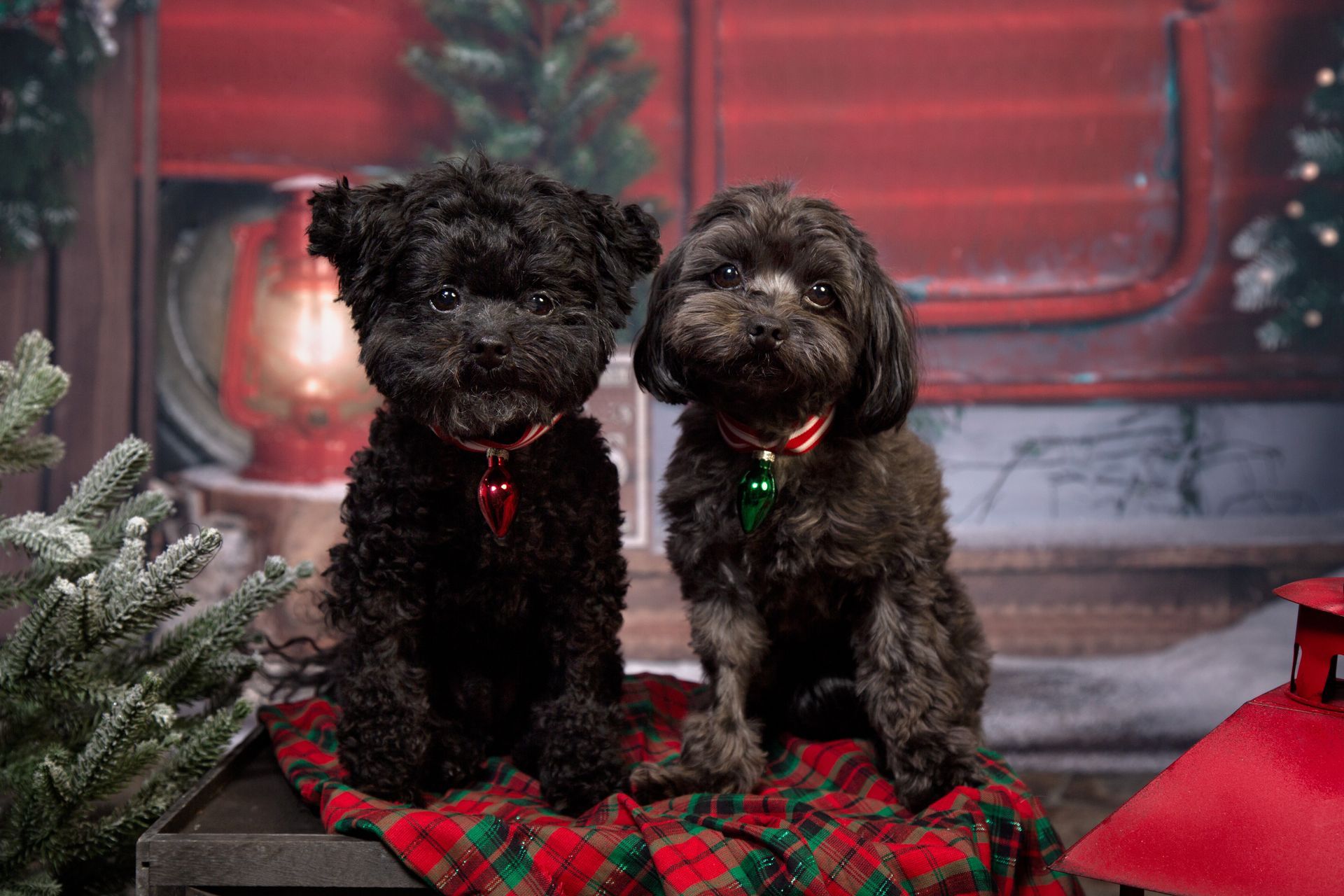 Two small black dogs are sitting next to each other on a Christmas blanket.