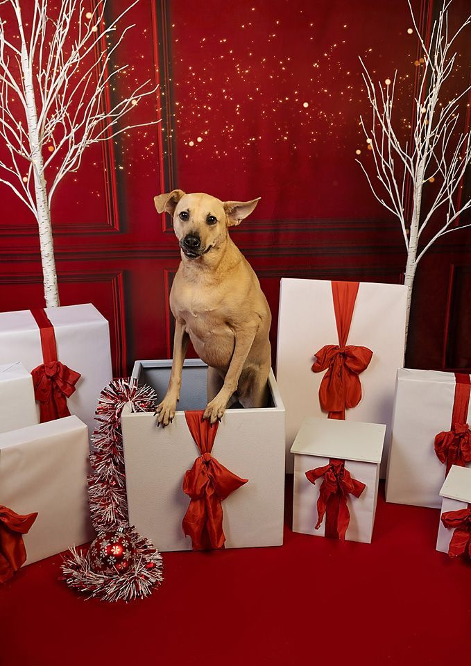 A dog is sitting in a box surrounded by christmas presents.