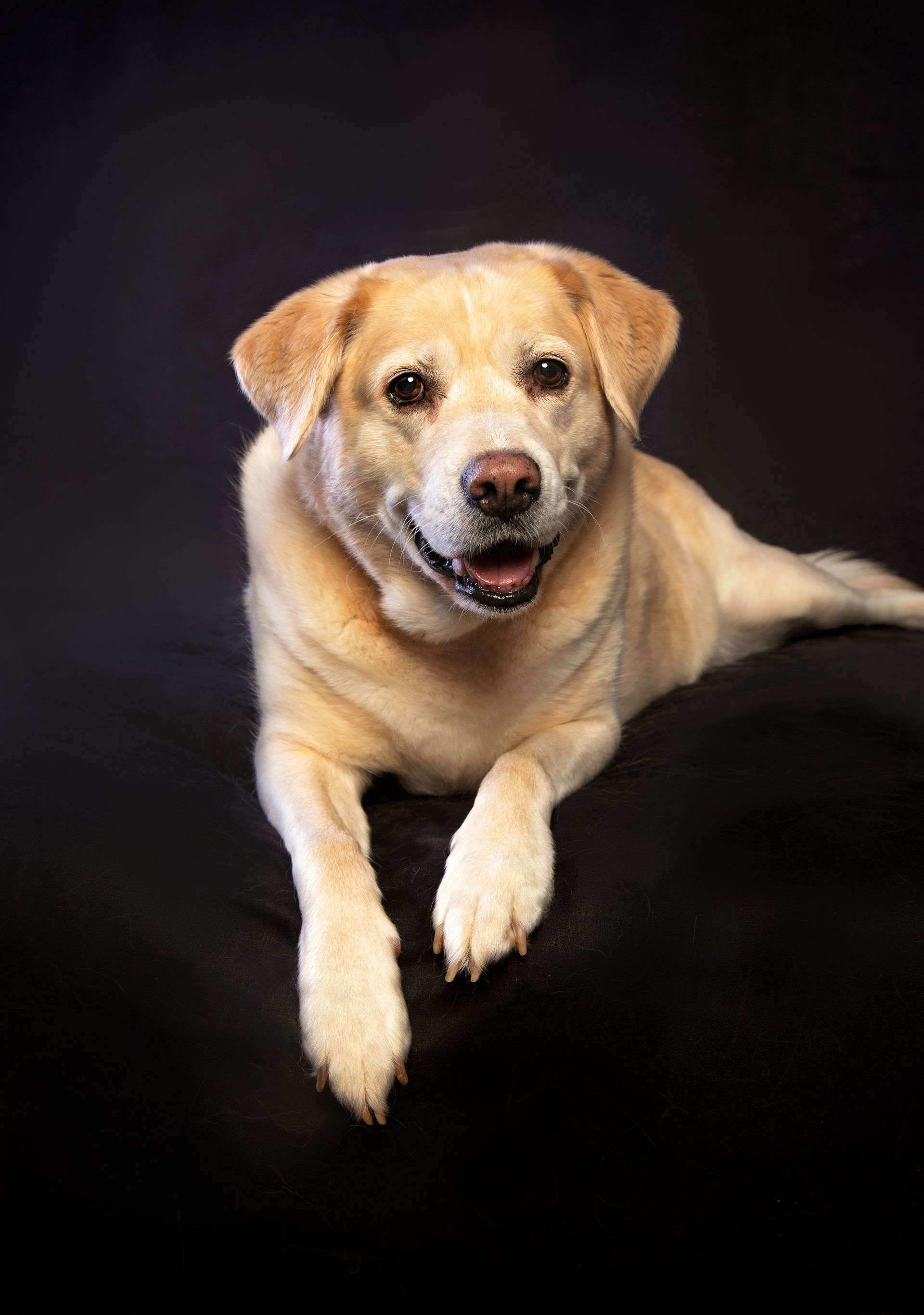 A yellow labrador retriever is laying down on a black background and looking at the camera.