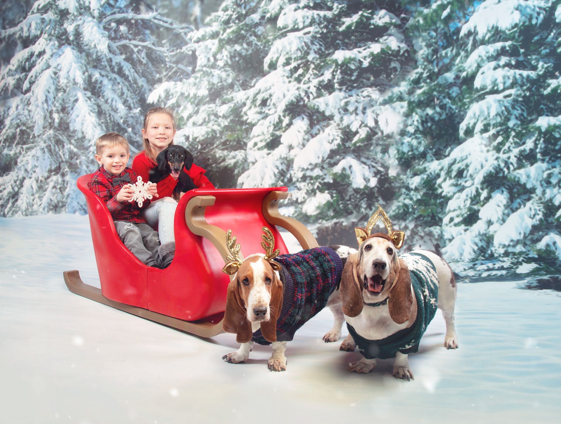 Two basset hounds are wearing reindeer antlers and pretending to pull a child in a sleigh.