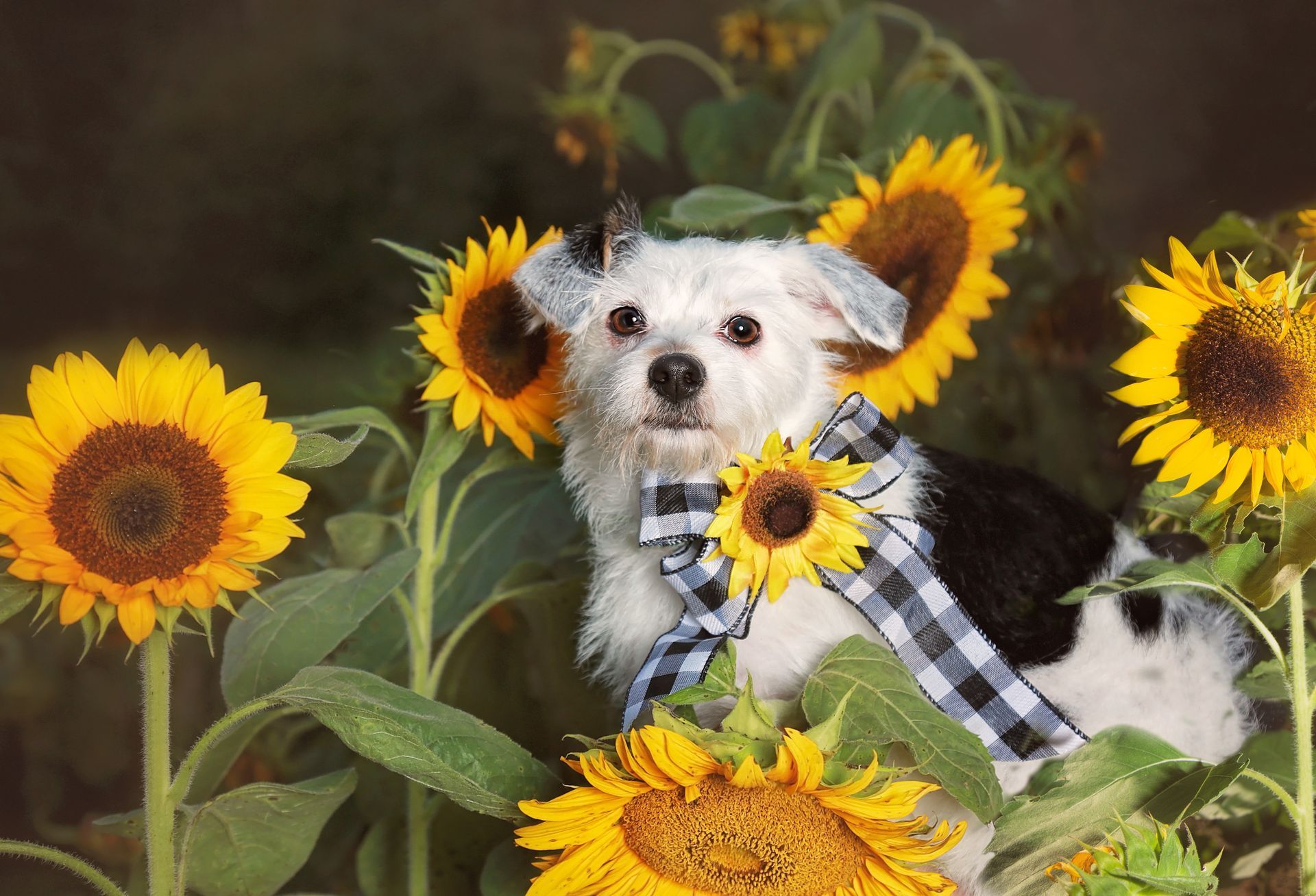 A small white dog is sitting in a field of sunflowers.