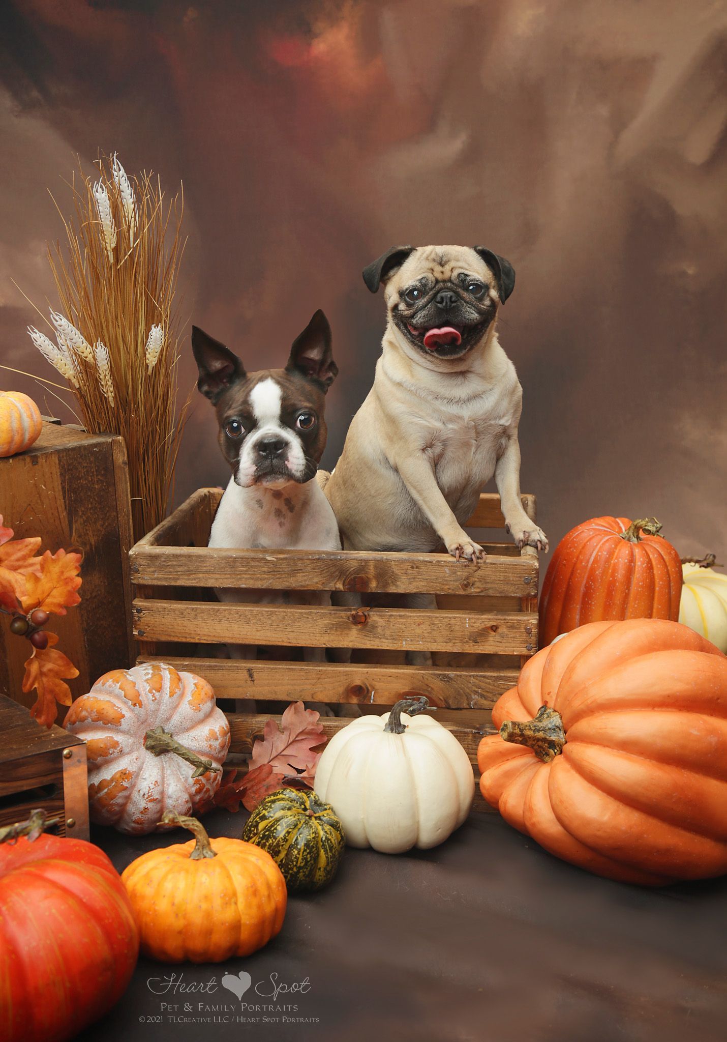 Two pug dogs are sitting in a wooden crate surrounded by pumpkins.