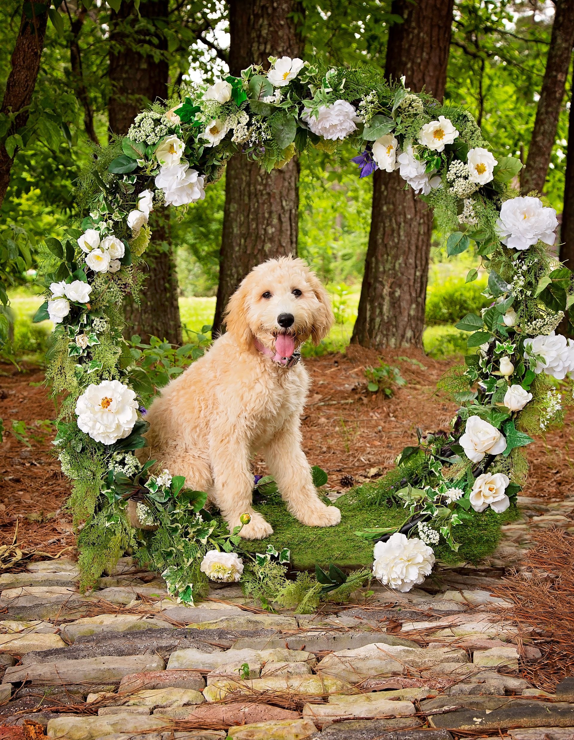 aA dog is sitting in front of a floral arch in the woods.