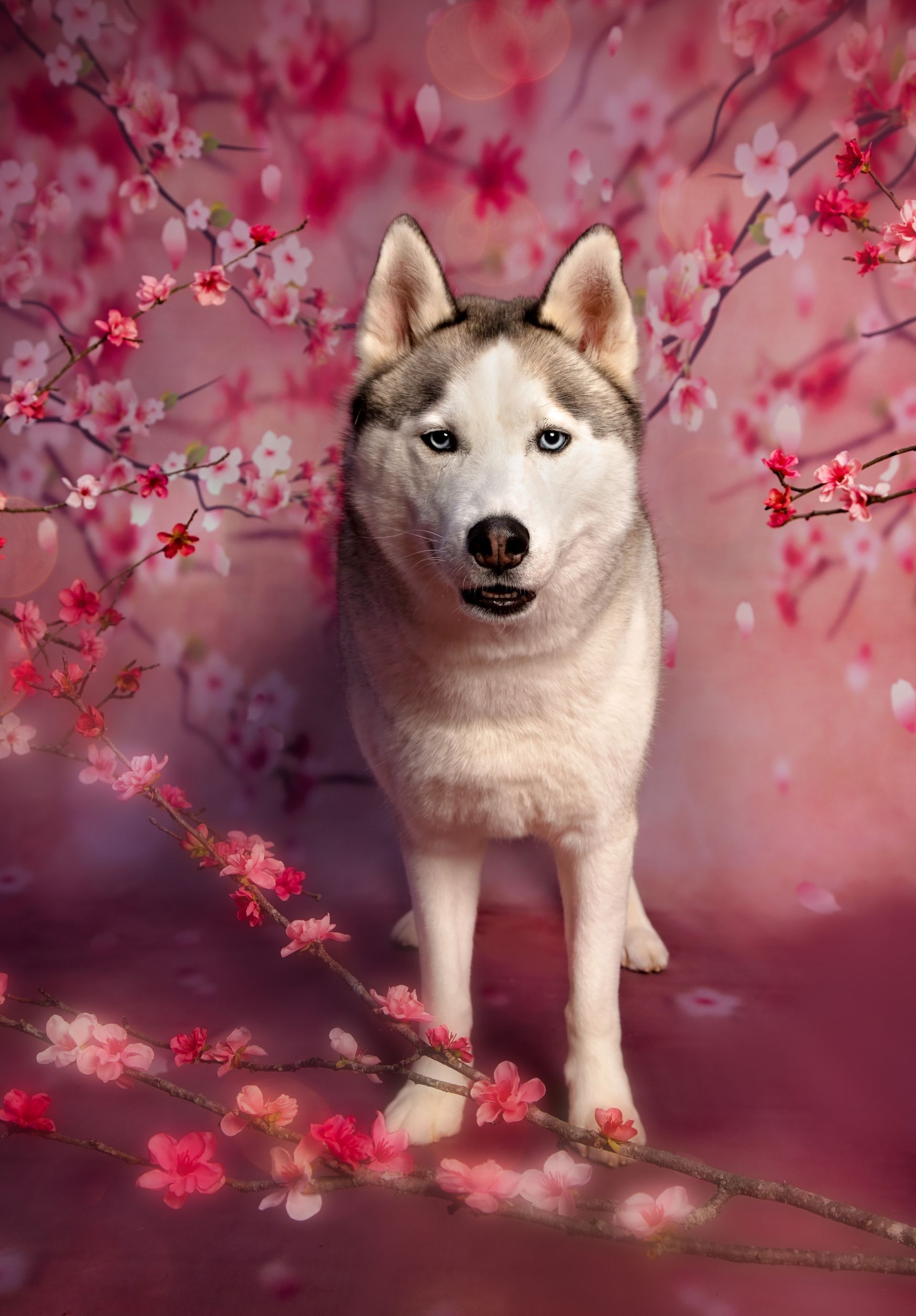 A husky dog is standing in front of a cherry blossom tree.