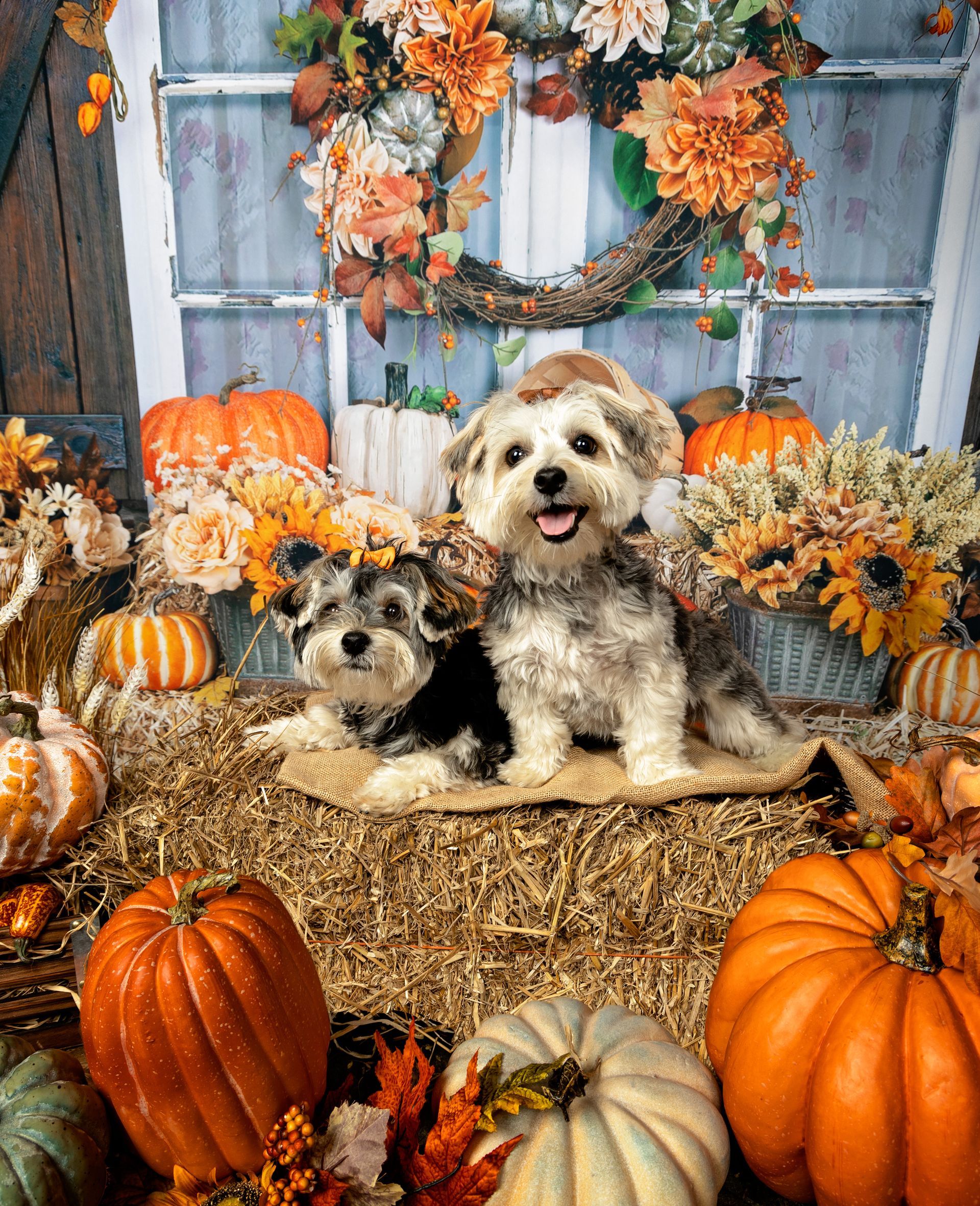 Two dogs are sitting on a pile of hay surrounded by pumpkins.
