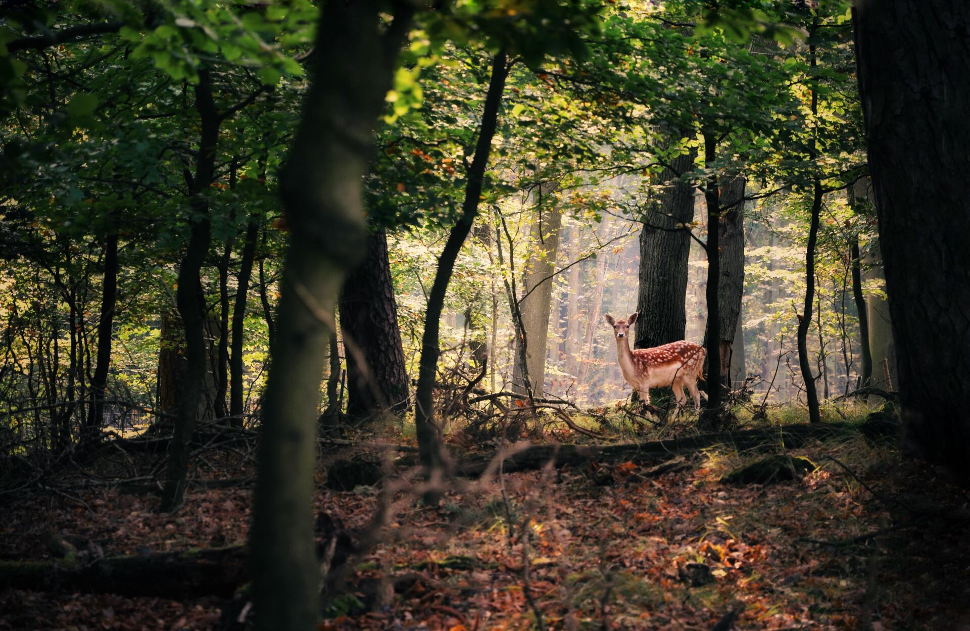 The Duke in the Forest: dé Schotland specialist