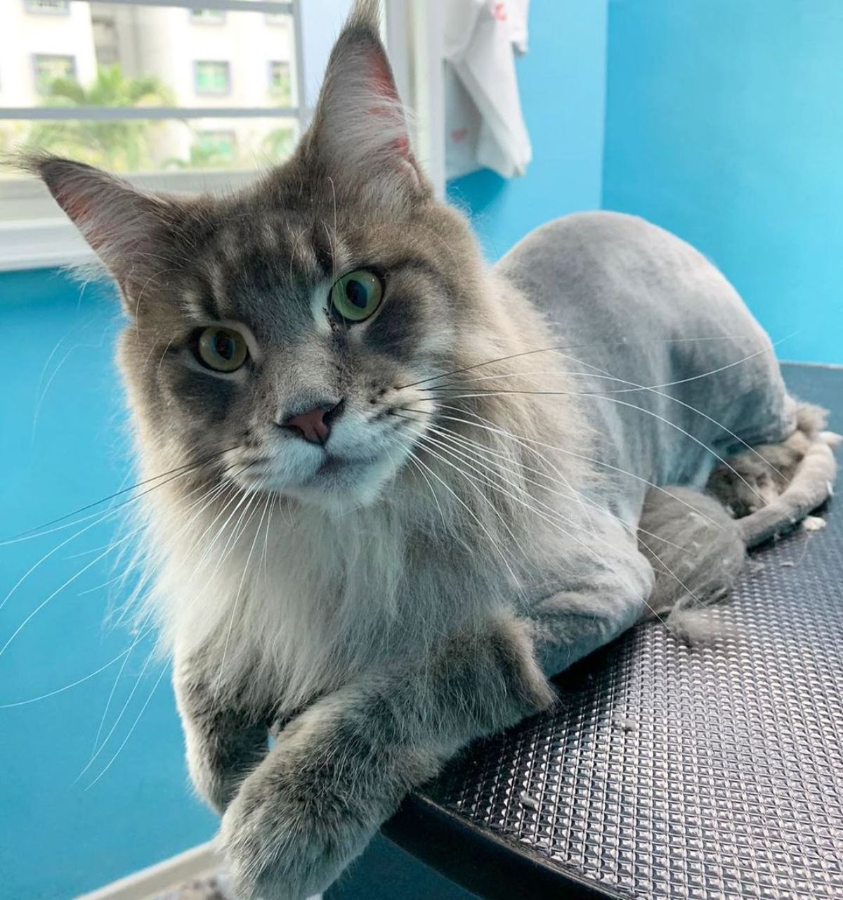 Mat removal cat grooming lion cut clips trim Andover