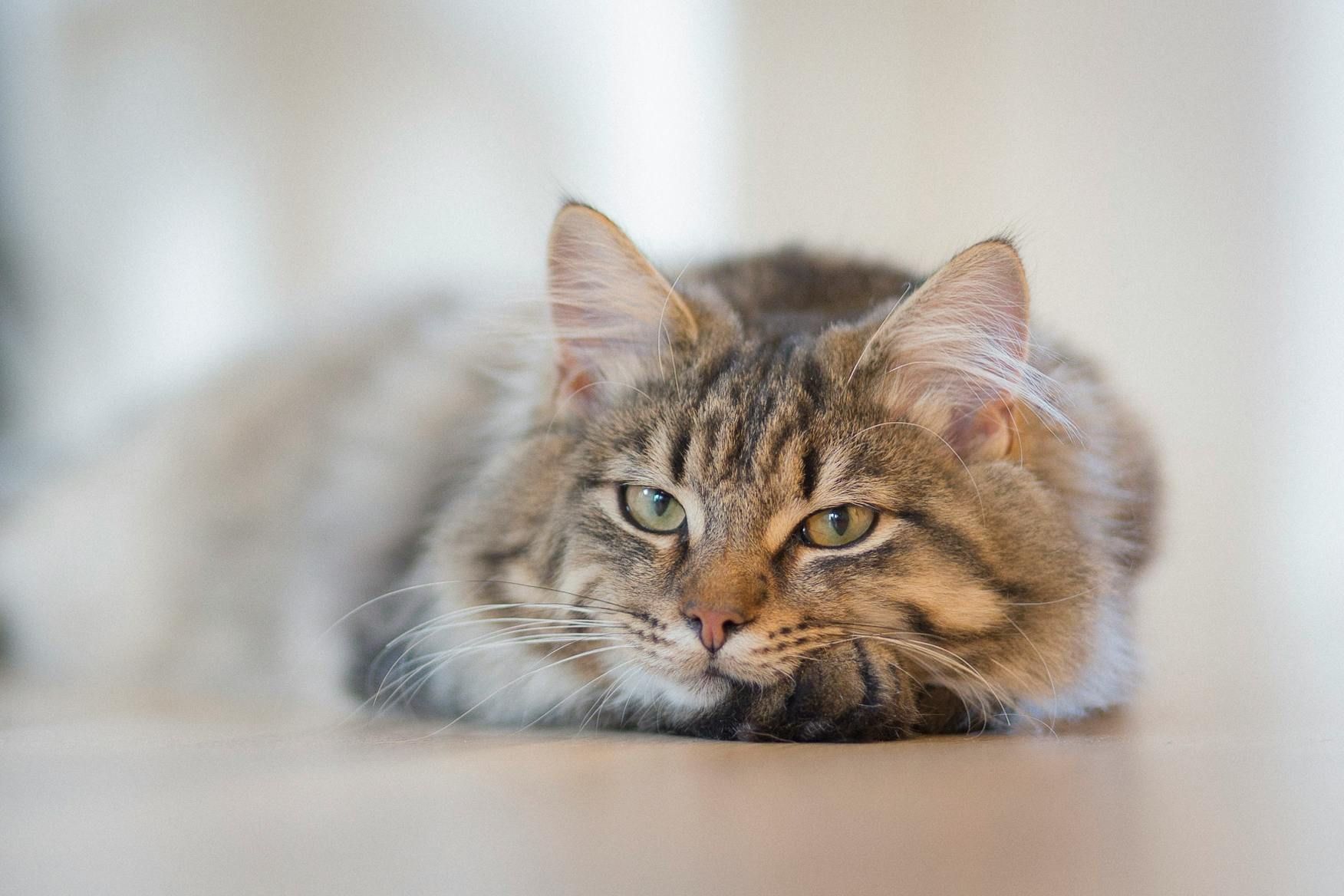Cat grooming Andover Hampshire