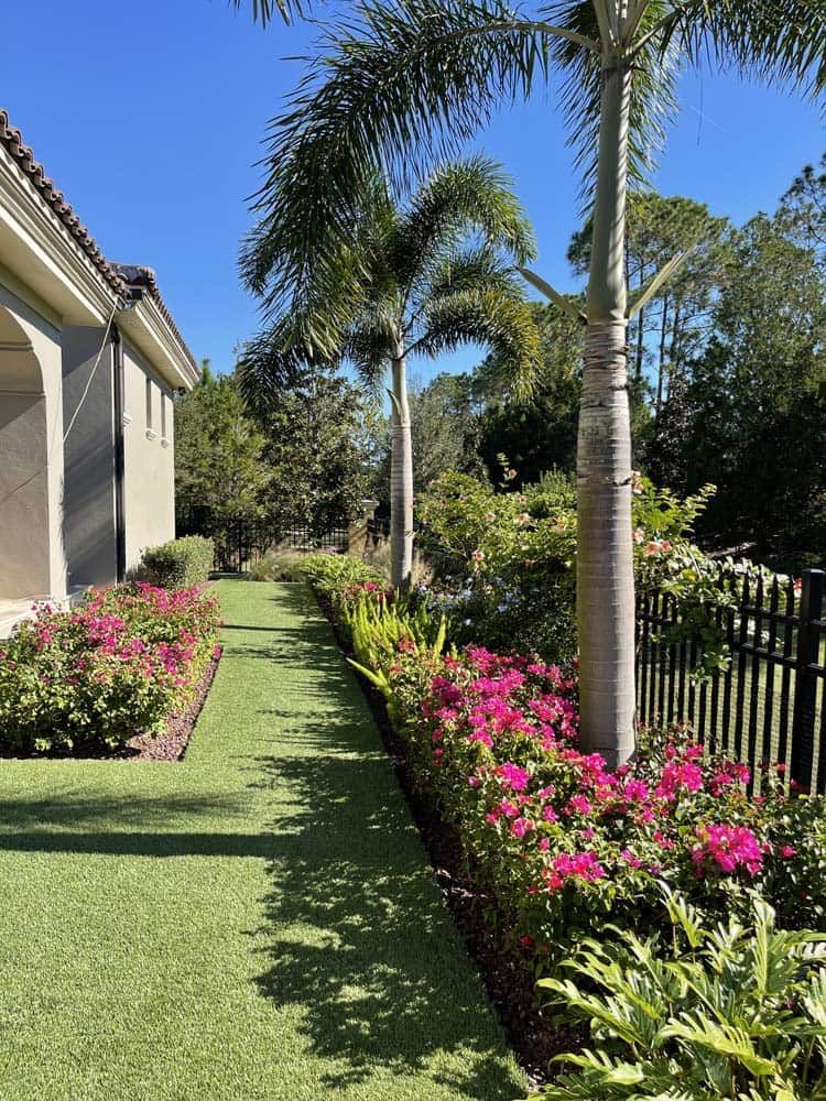 Lush, green yard with path lined by pink flowering bushes, tall palm trees, and a house under a blue sky.