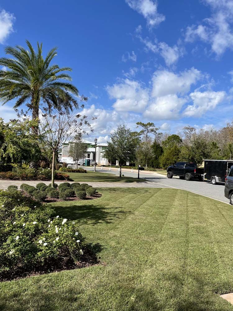 Lush green lawn with trimmed grass, palm tree, and a building on a bright, sunny day.