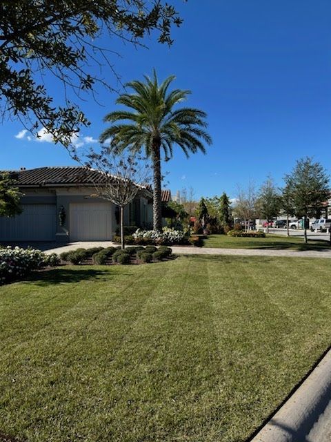 Green lawn in front of a house, palm tree in the center. Bright blue sky.