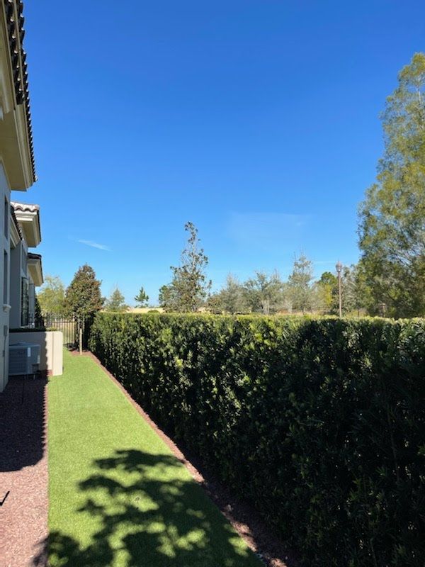 Green hedge and lawn against a bright blue sky. A building's side is in view.