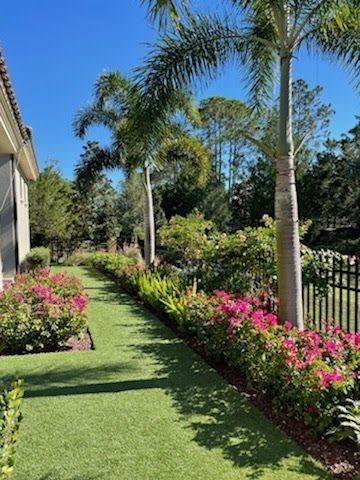 Lush green pathway lined with pink flowers and palm trees under a clear blue sky.