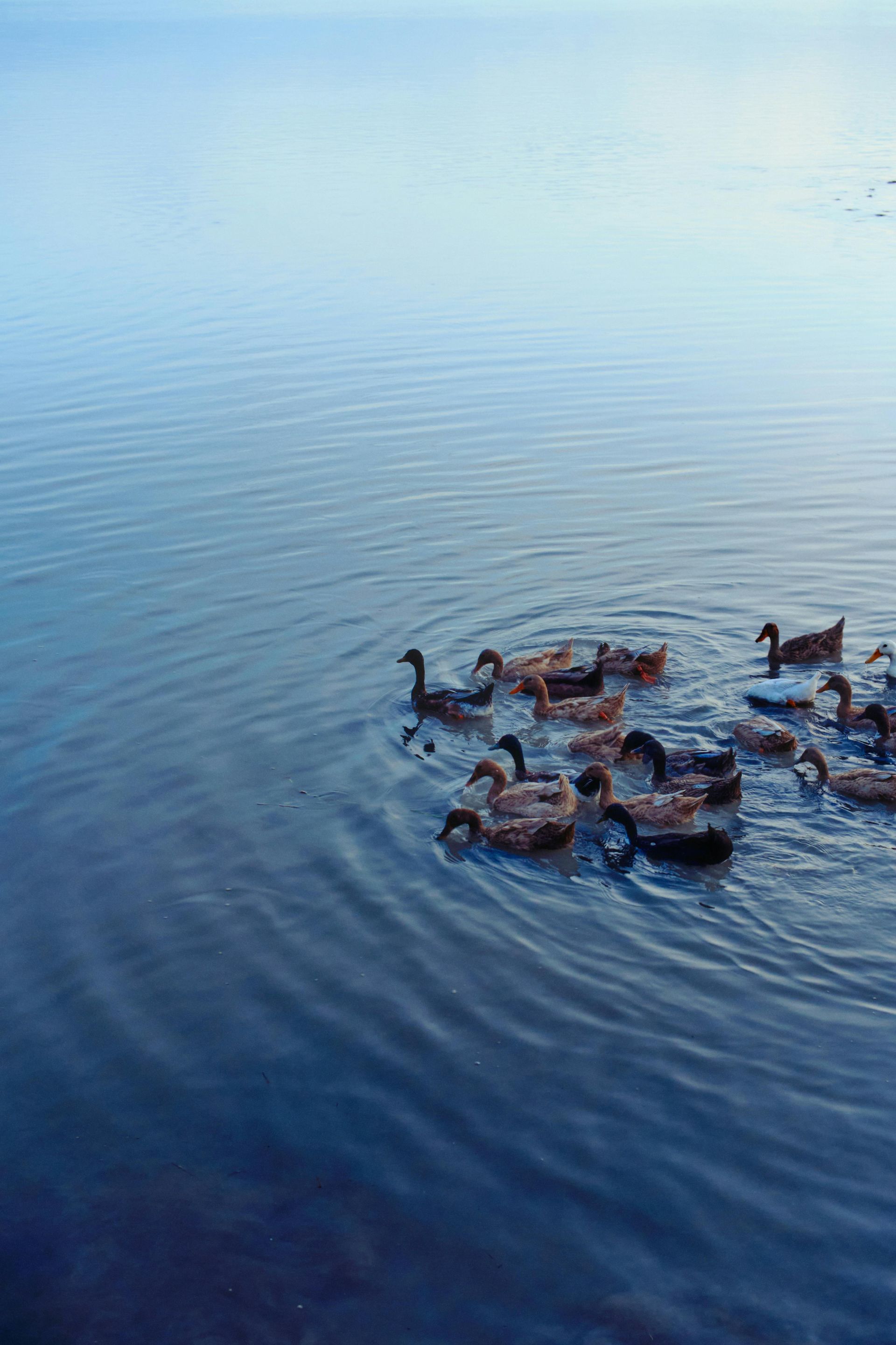 Ducks swimming on calm, blue water. Several ducks are together, creating ripples.