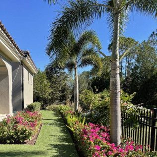 A row of pink flowering bushes lines a path with palm trees and a house on a sunny day.