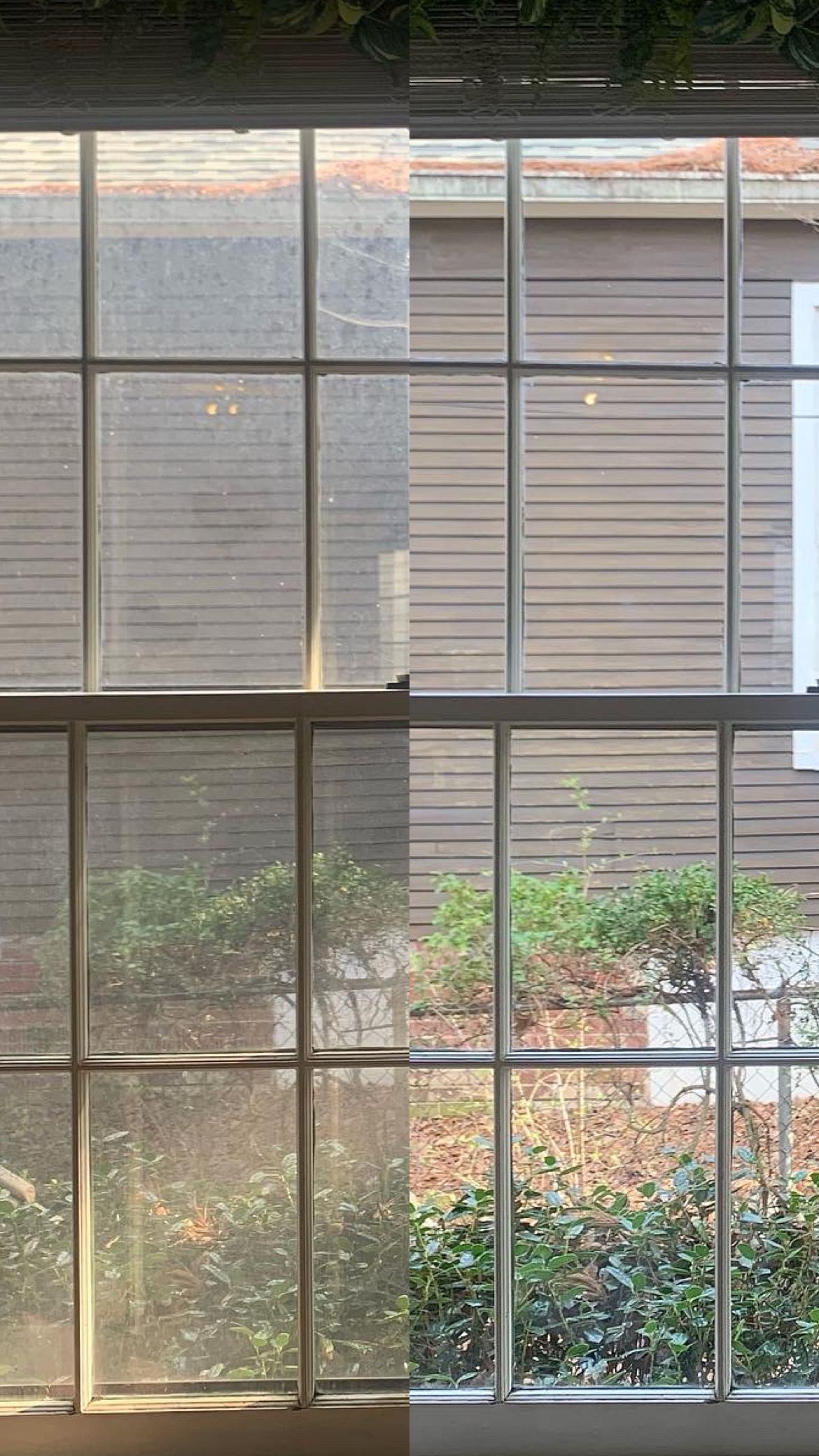 Window, half cleaned. Left side dirty, right side clean. Outside view of building and plants.