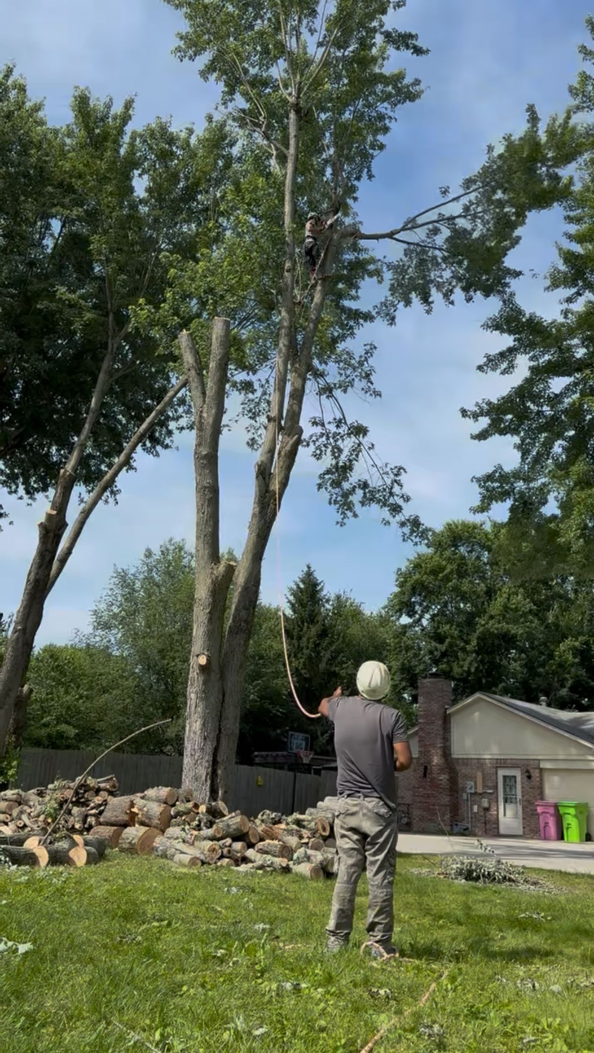 tree trimming