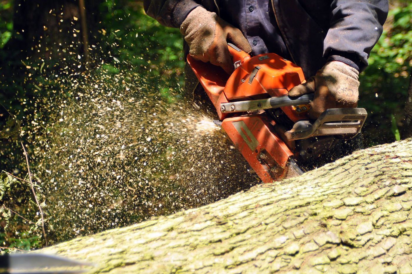 tree removal Indianapolis