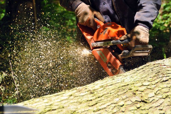 tree removal Indianapolis