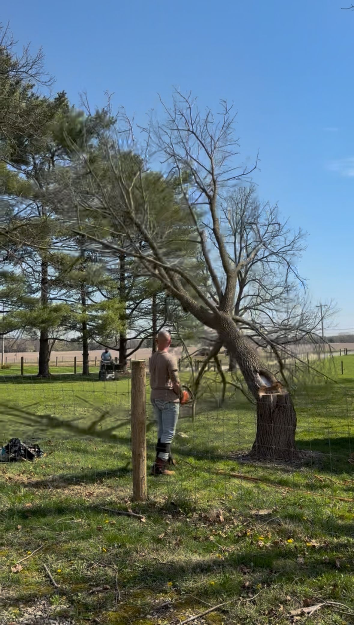 tree removal service