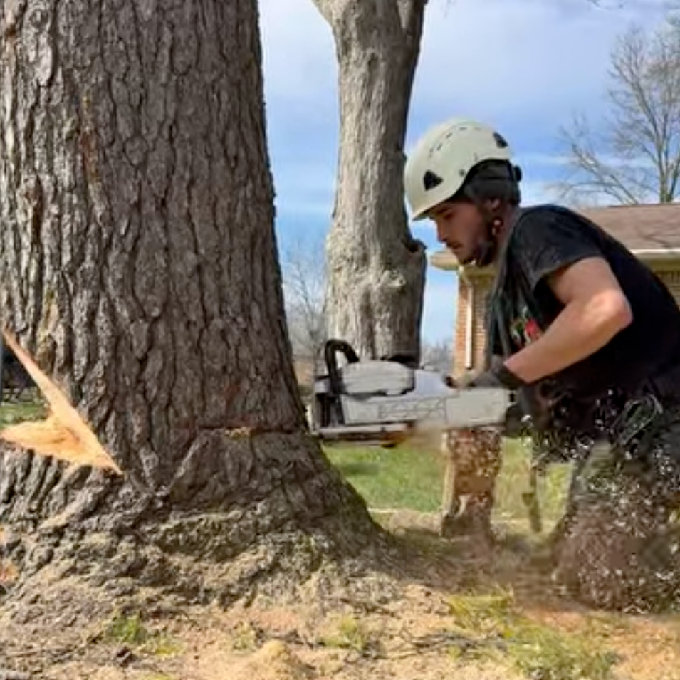 tree service in avon in