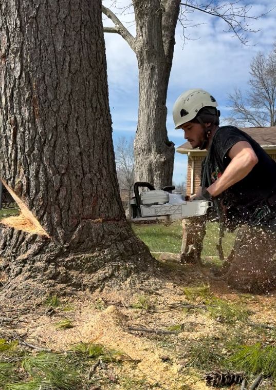 Tree cutting and removal