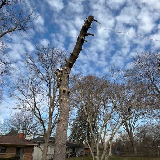 tree removal indianapolis