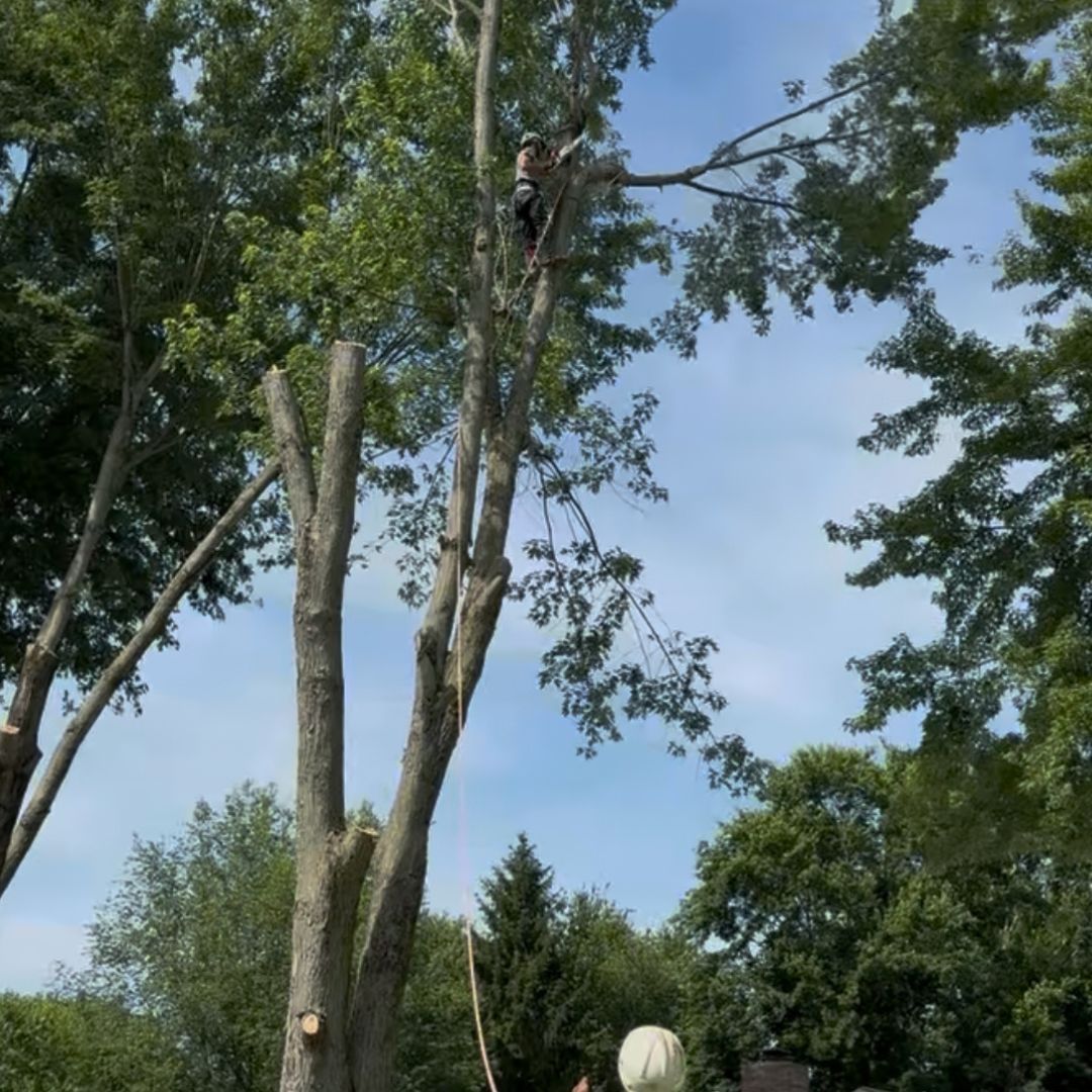 tree trimming