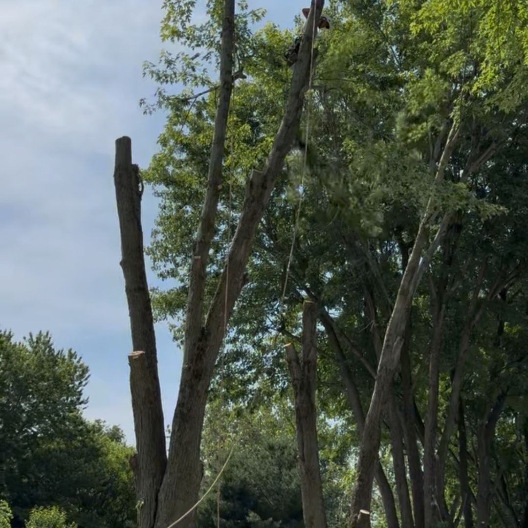 tree pruning service