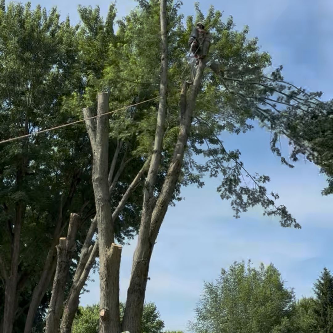 tree trimming service