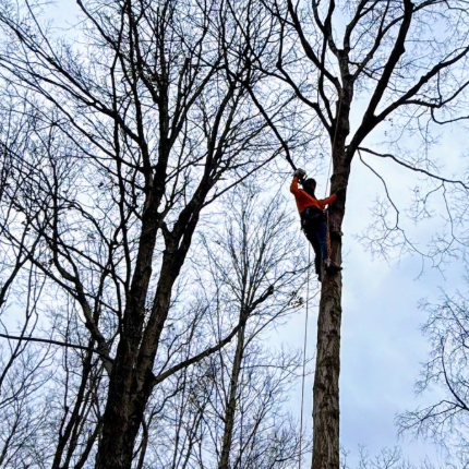 tree trimming indianapolis