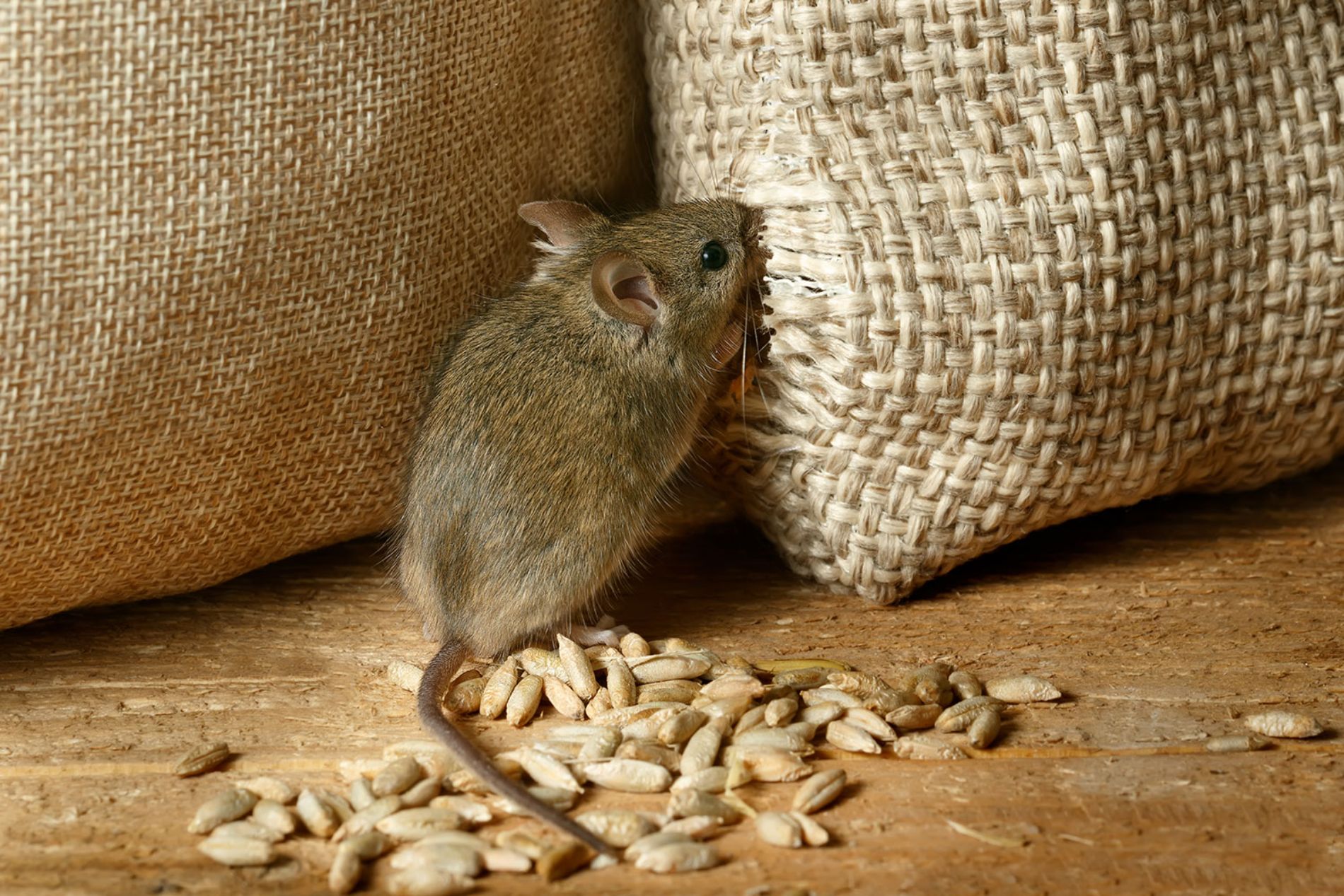 roditore vicino a sacchi di cereali