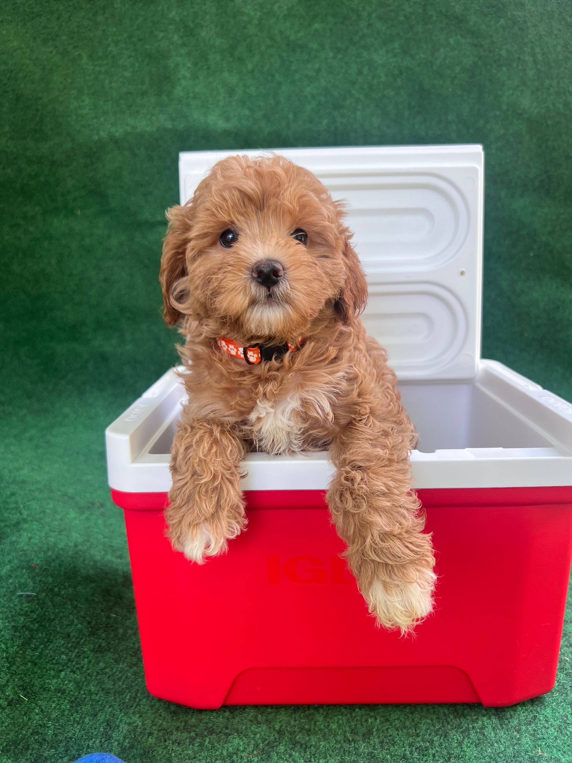 Cavapoo Breeder in Austin, TX | WaterlooDoodles