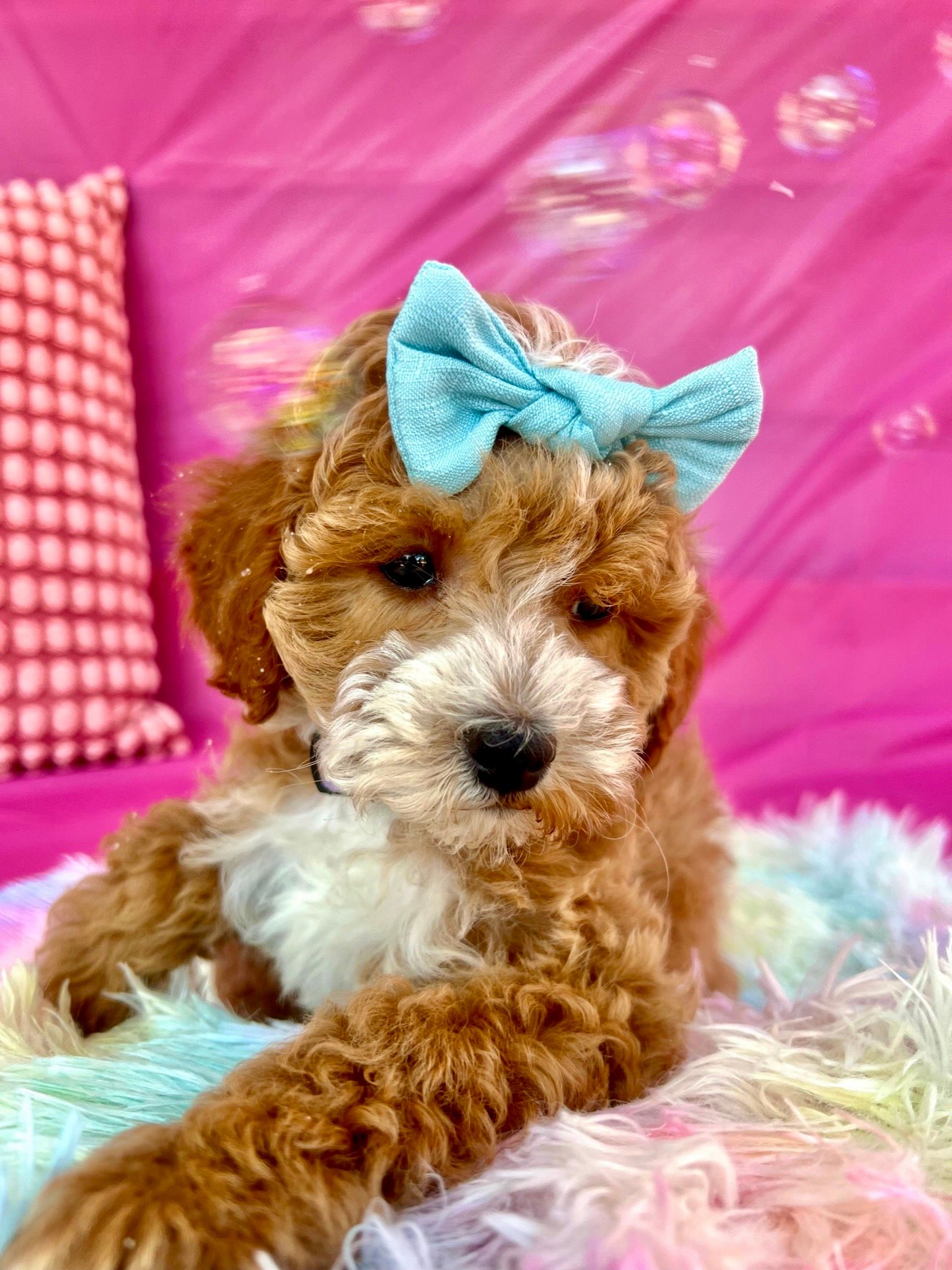 Cavapoo Breeder in Austin, TX | WaterlooDoodles