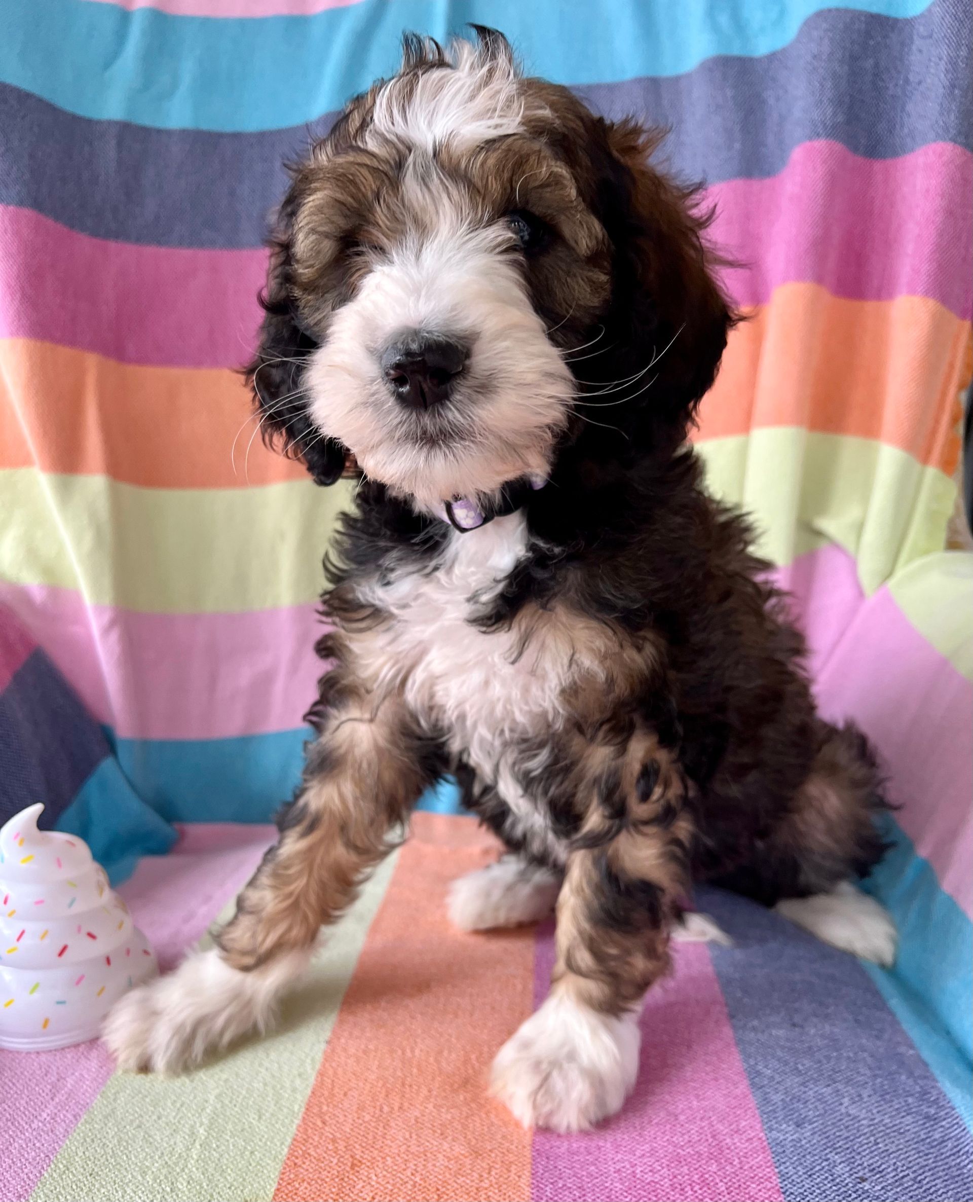 A brown and white puppy is sitting on a colorful blanket.