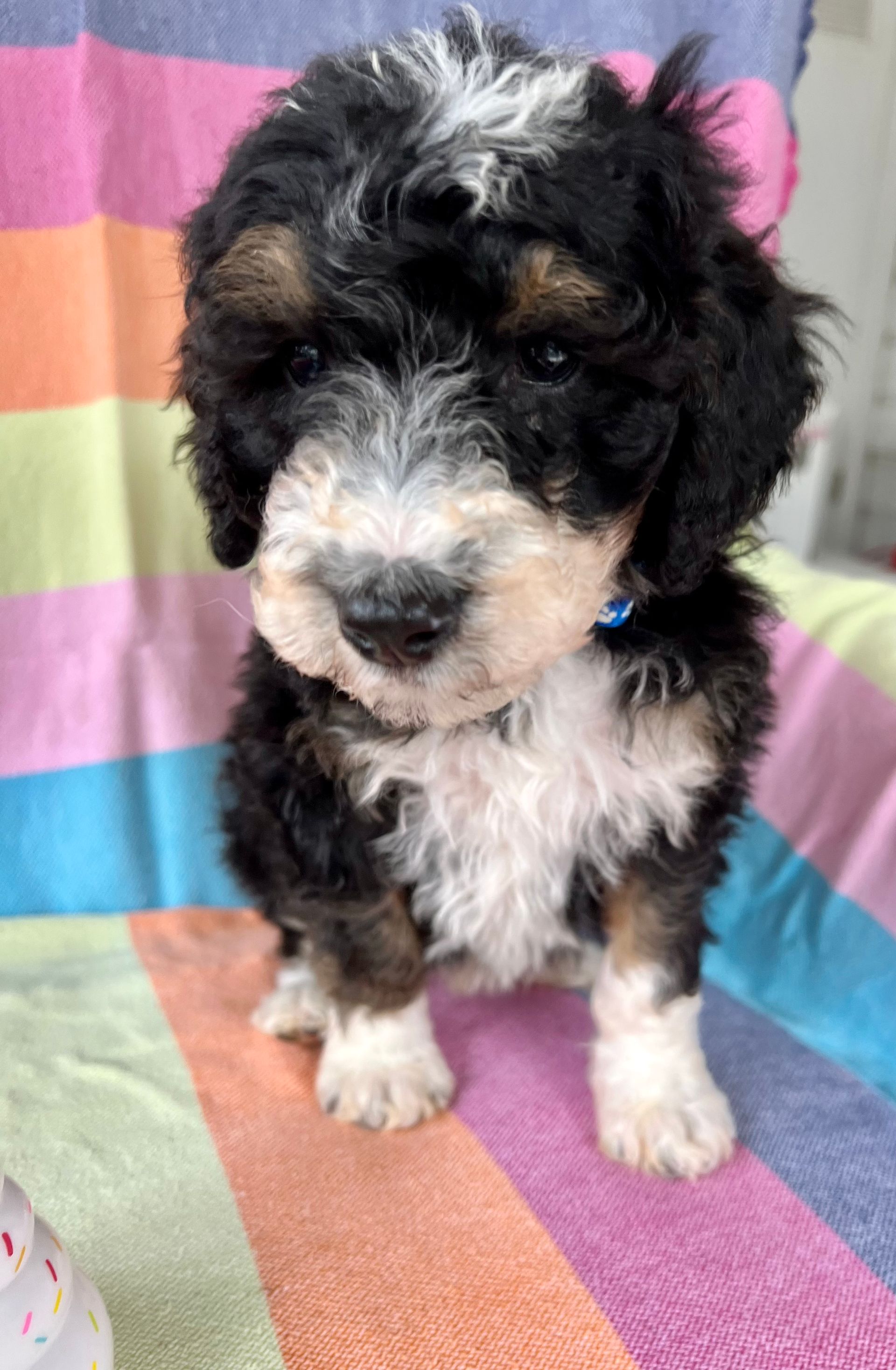 A small black and white puppy is sitting on a colorful blanket.