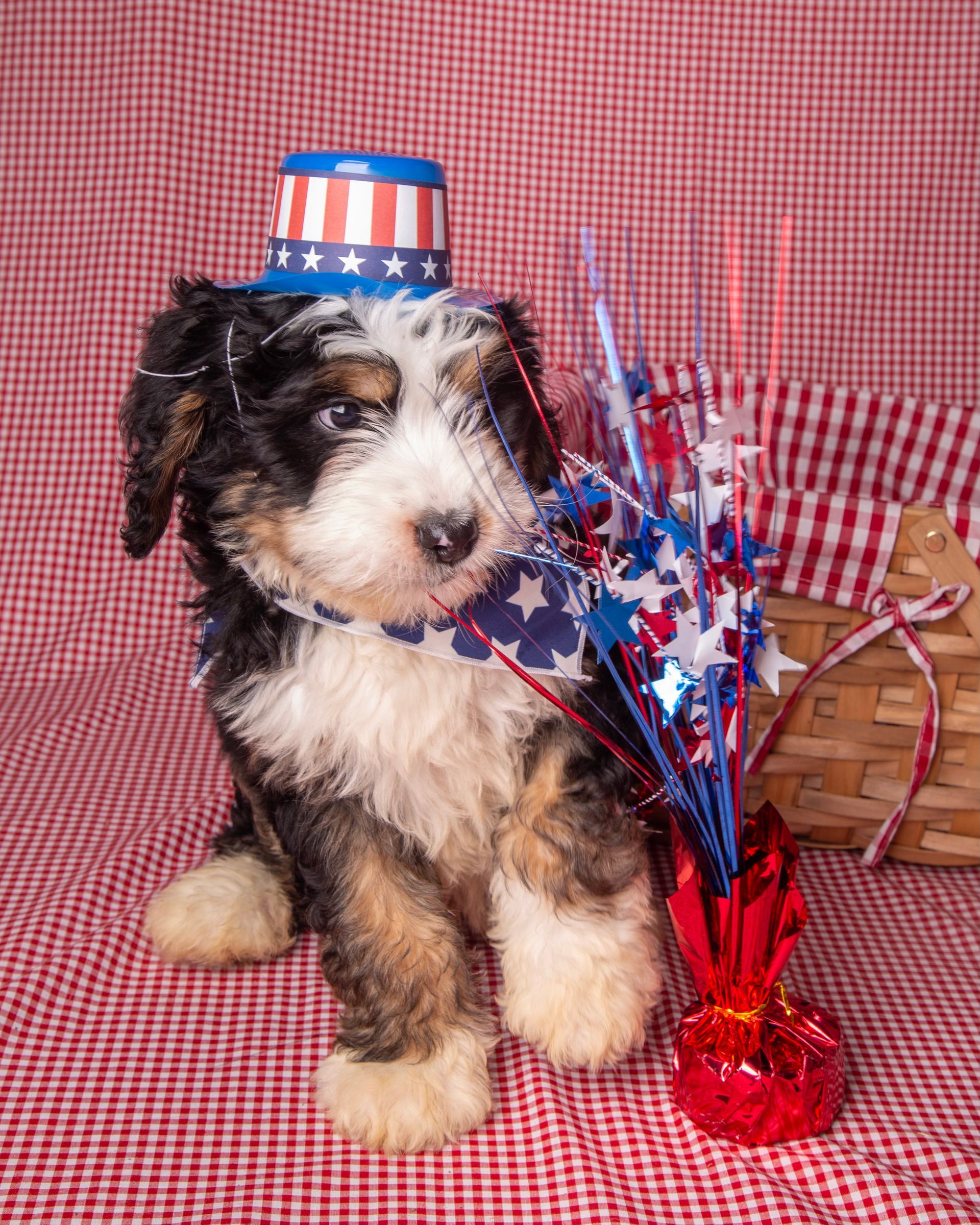 A puppy wearing a patriotic hat is sitting next to a basket of balloons.