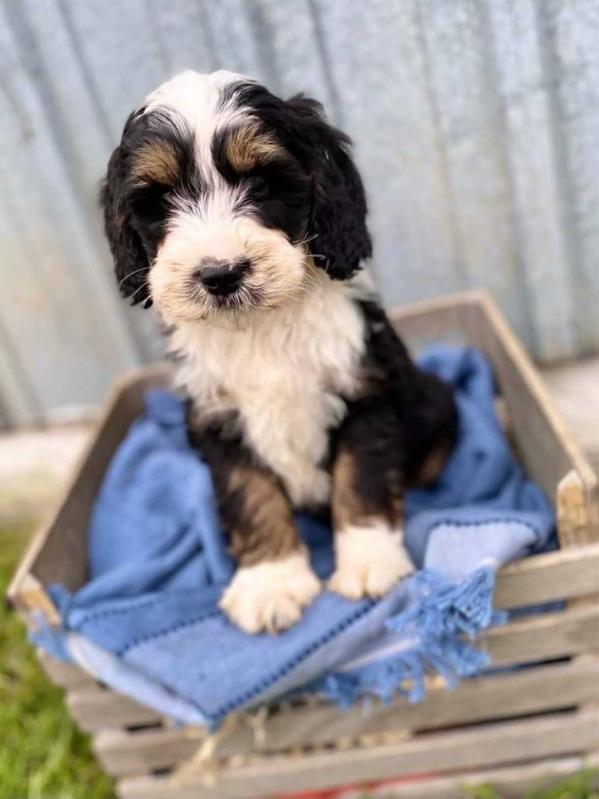 A black and white puppy is sitting in a wooden crate.
