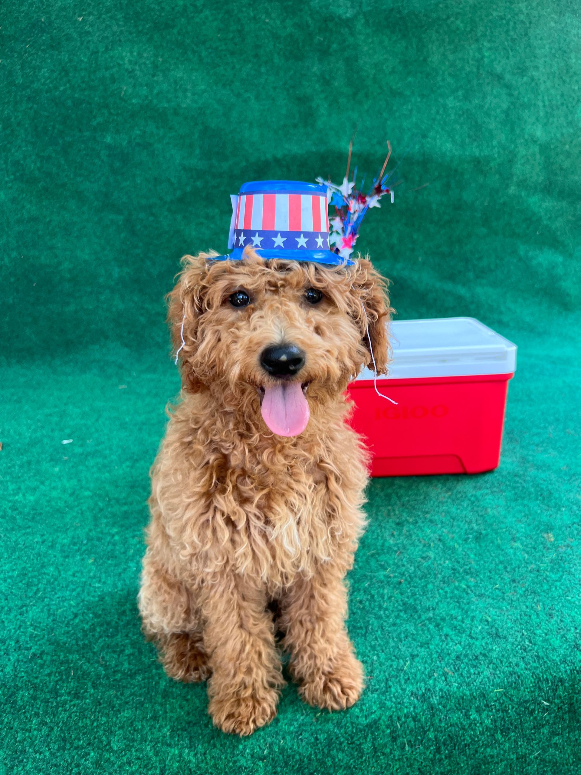 A dog wearing an american flag hat is sitting next to a red cooler.