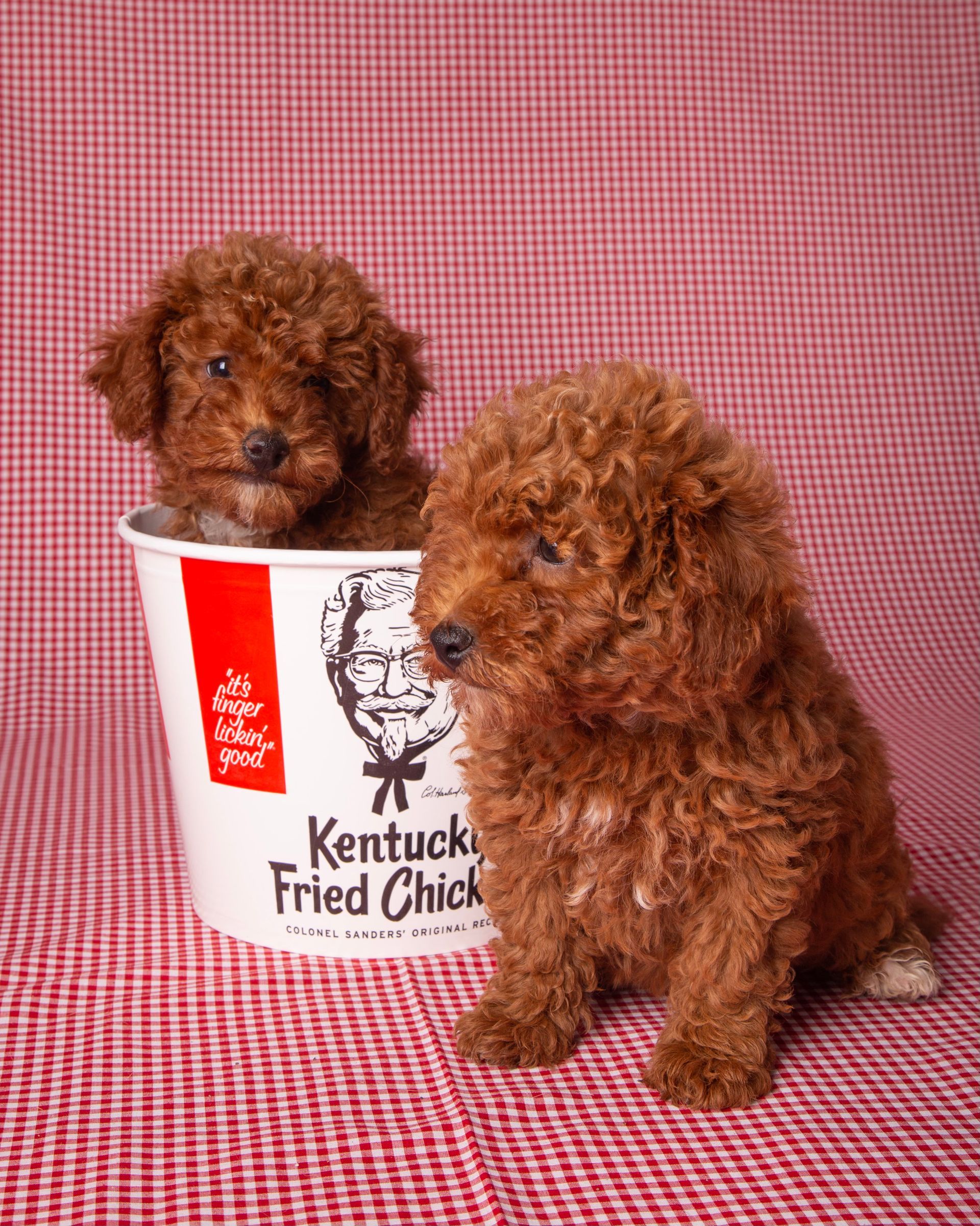Two puppies are sitting in a kentucky fried chicken bucket.