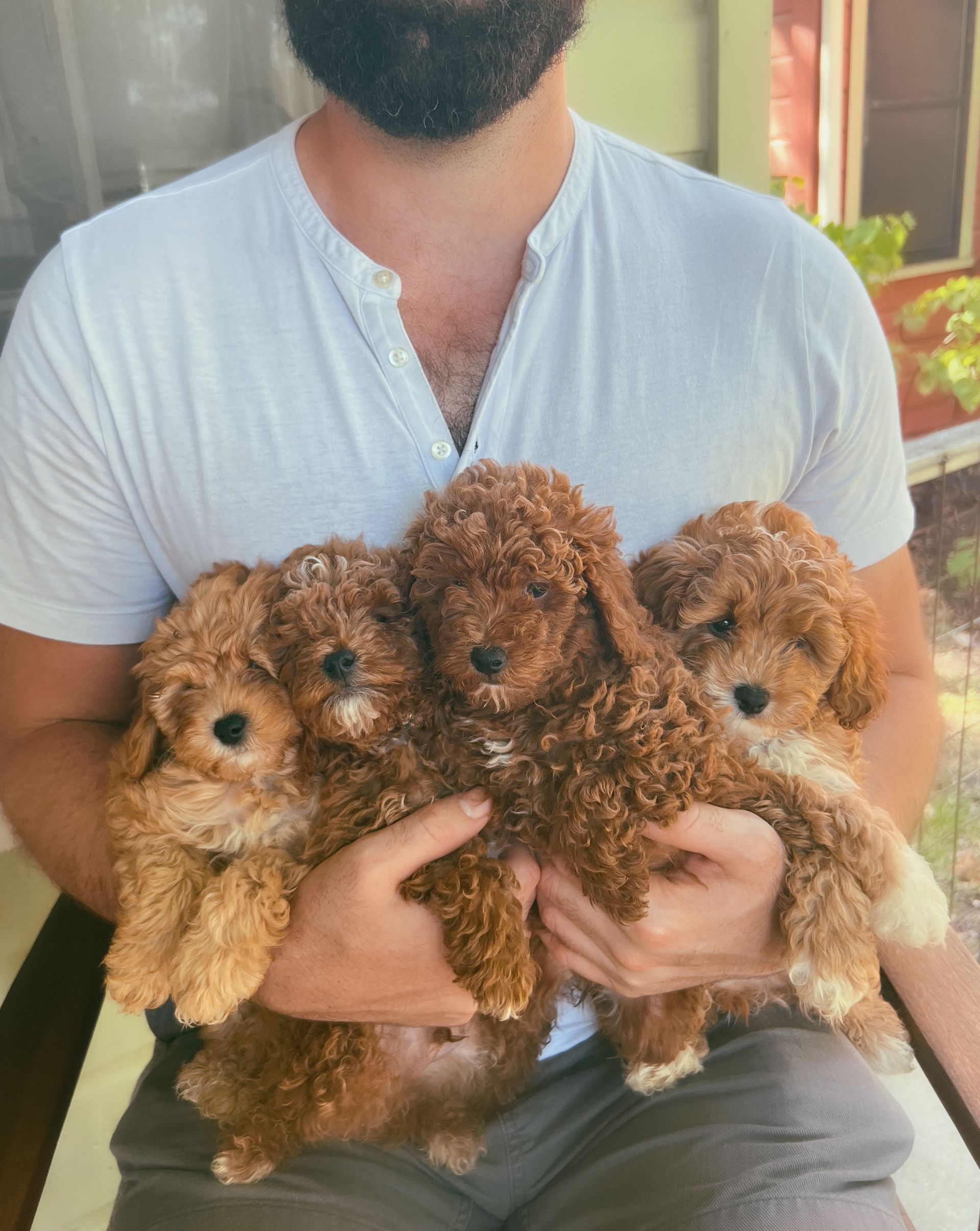 A man is holding four brown puppies in his arms.